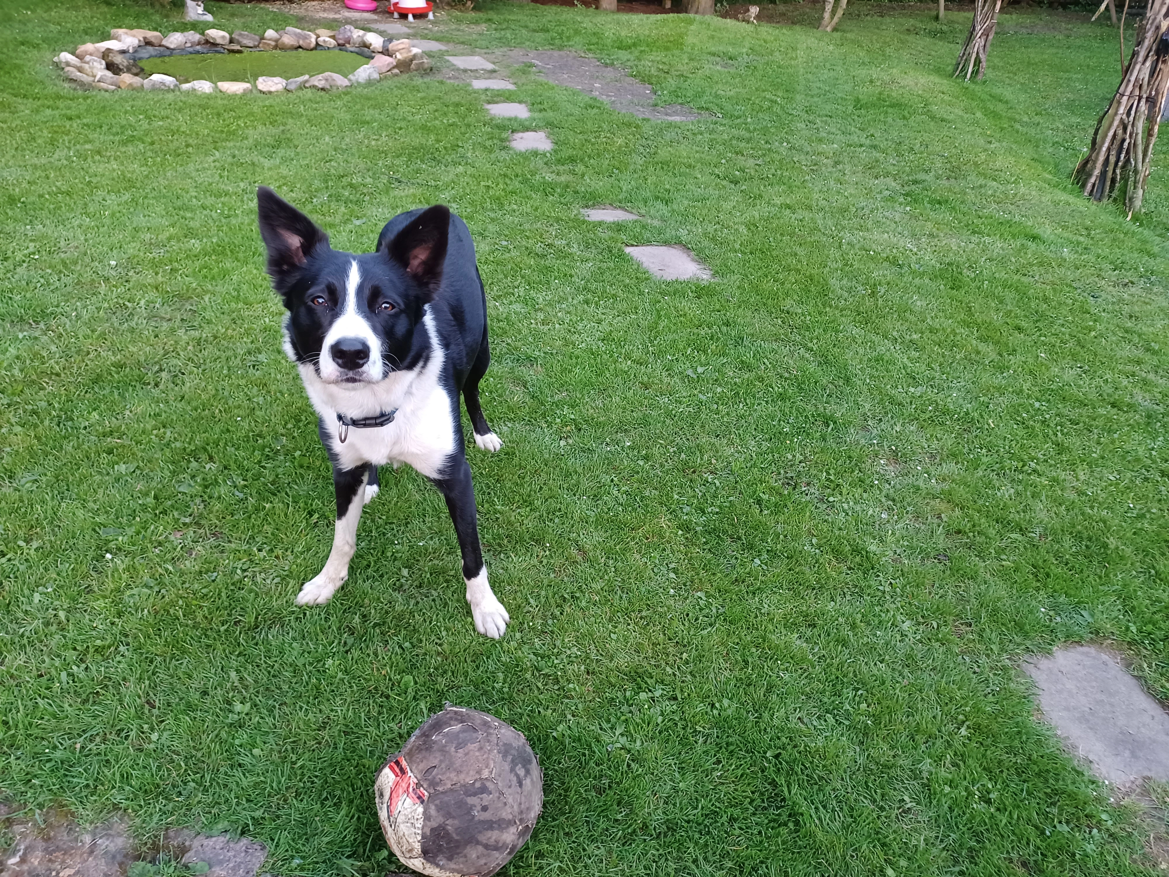 Cooper - Woodhall Road, Braidwood, Carluke