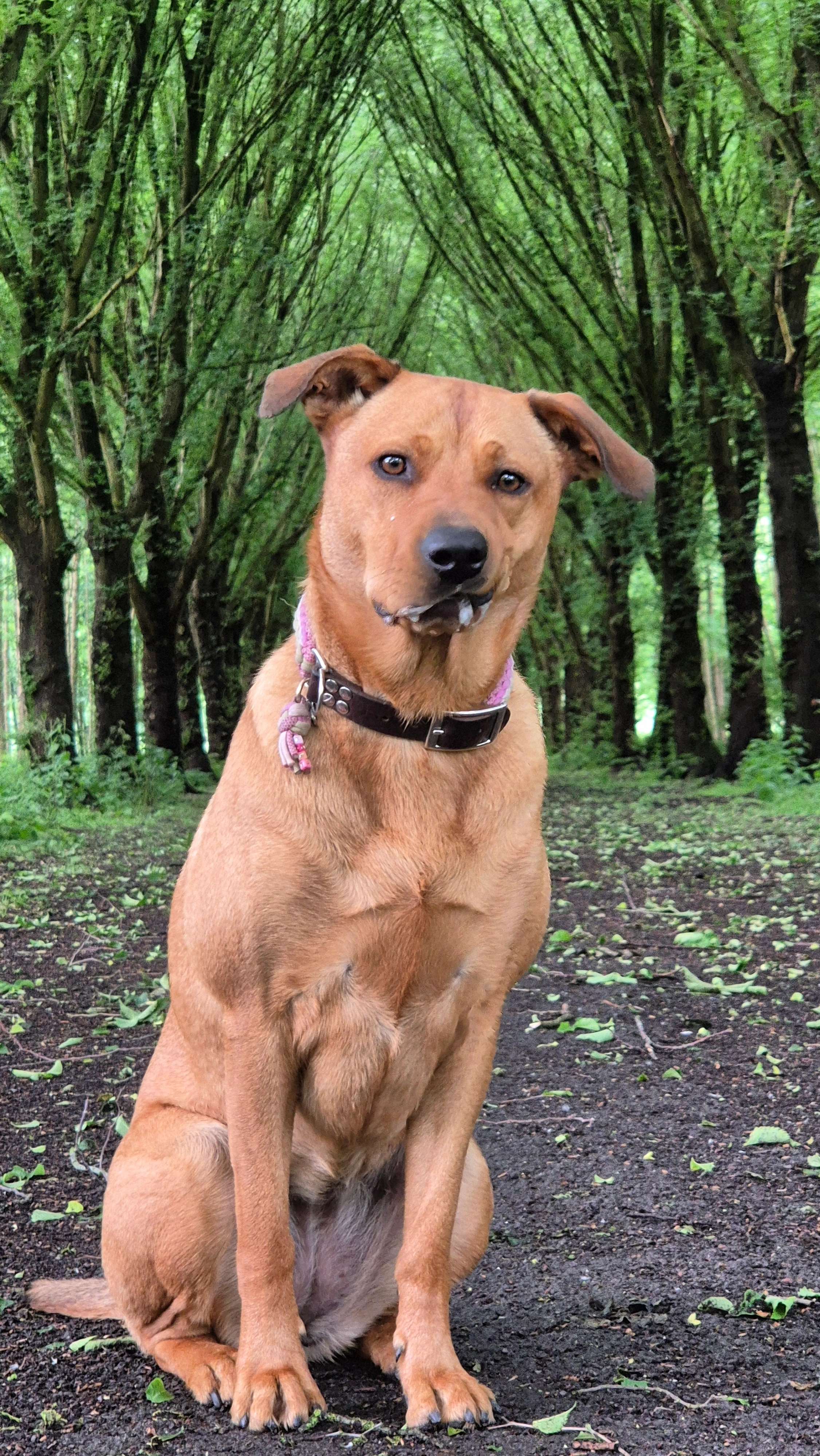 Lola - Zuiderdiepstraatweg, Stellendam