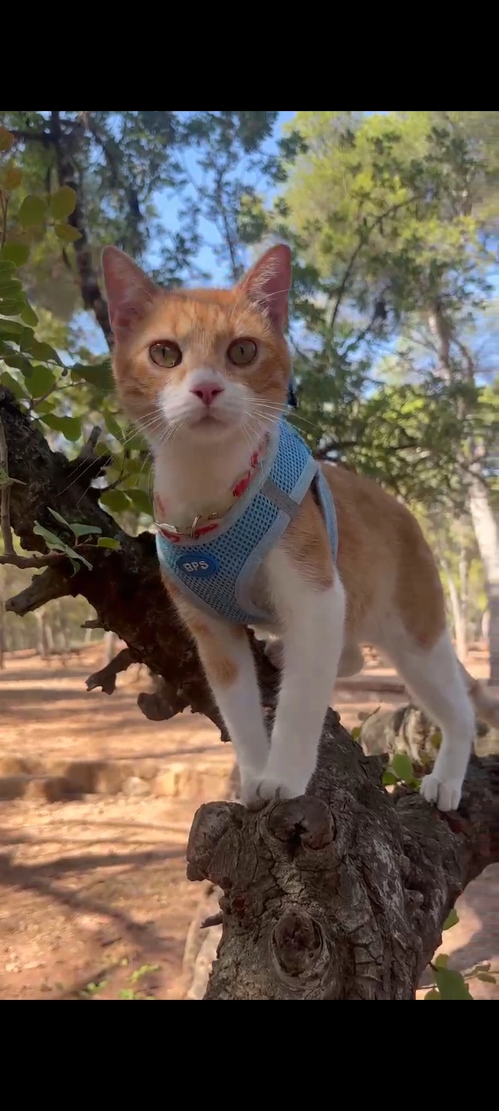 Pipi - Calle del Poeta Altet, Valencia