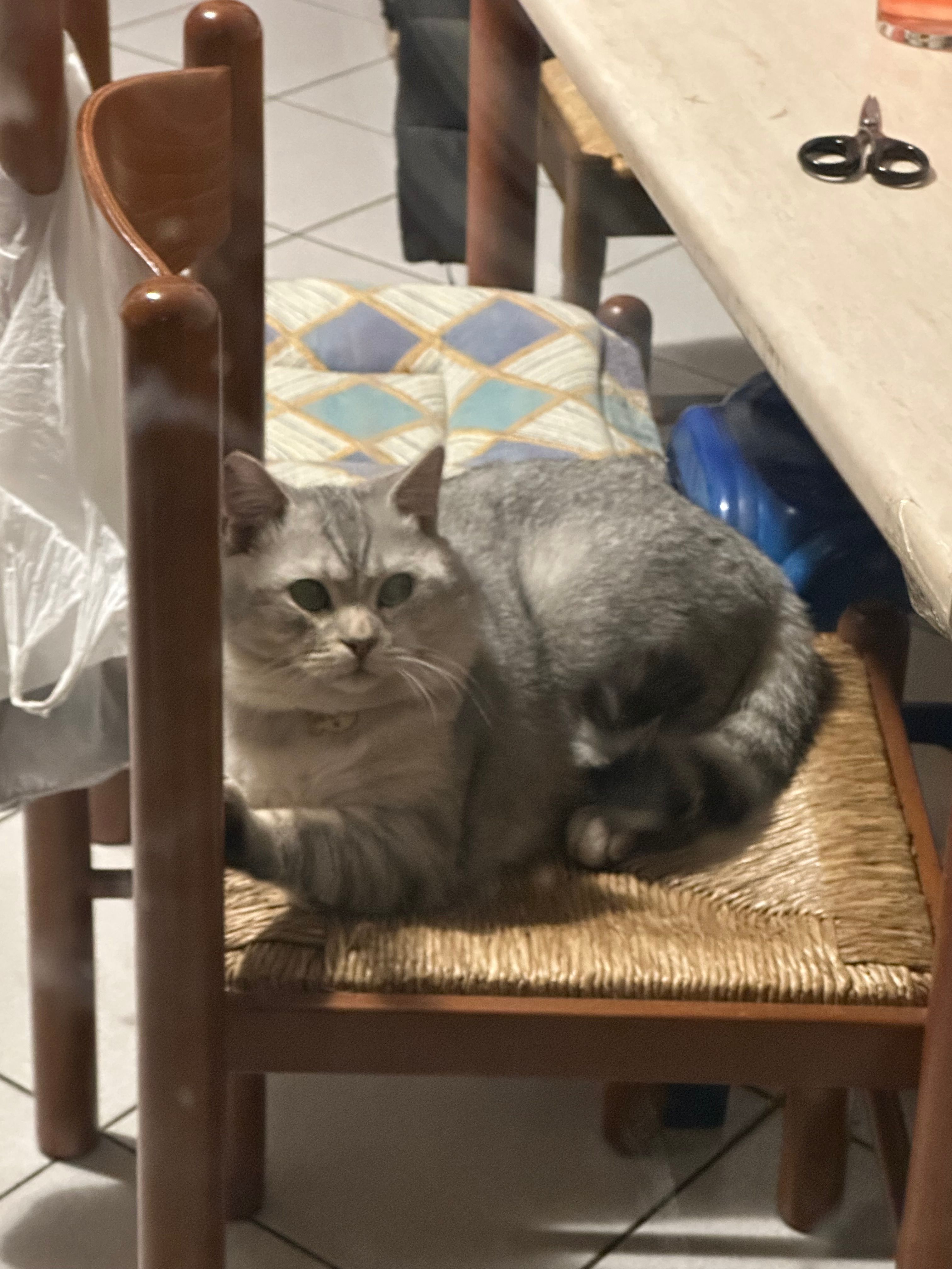 Baobao - Via Del Tabernacolo, Campi Bisenzio