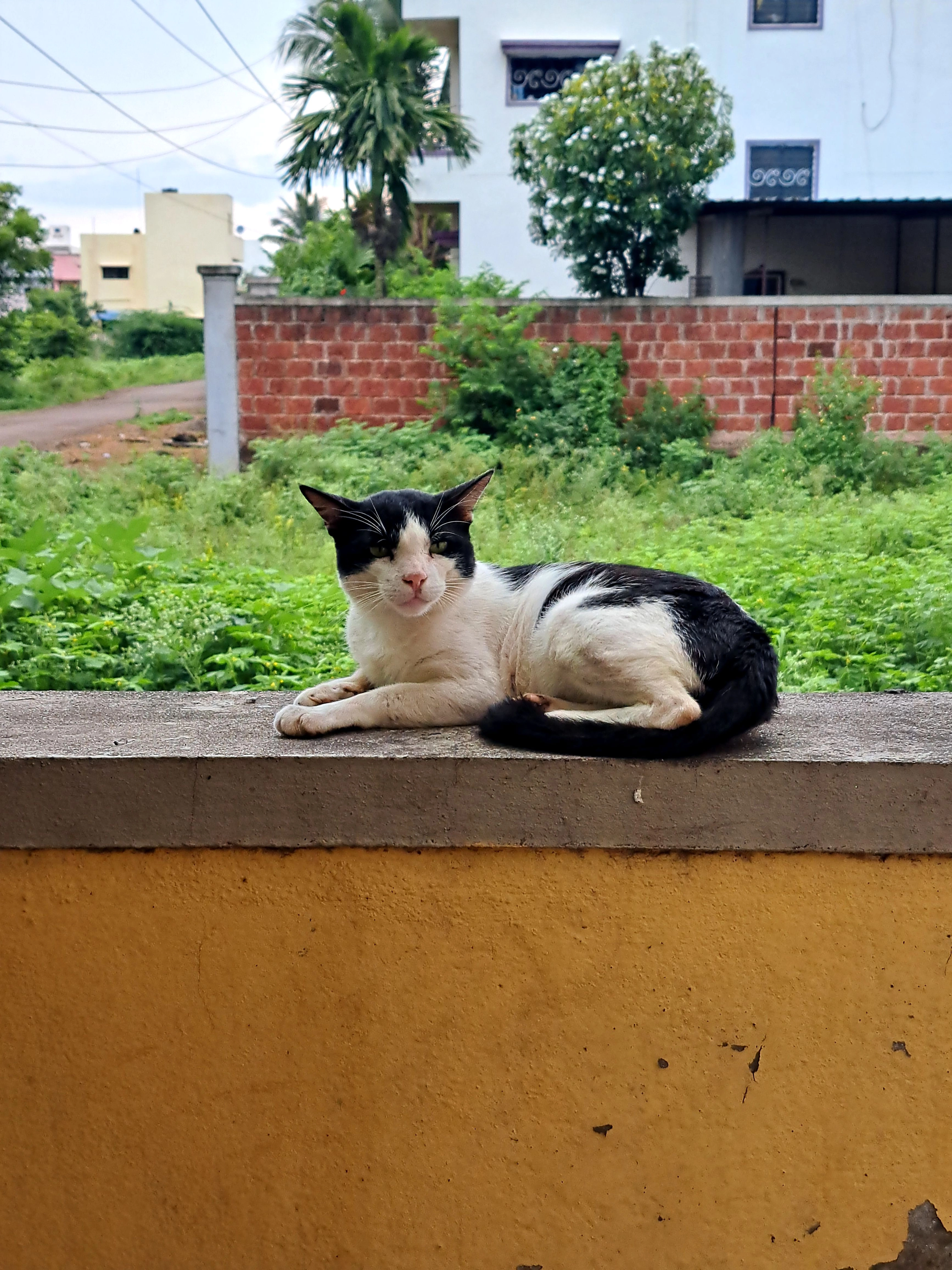 Shadow  - Nagraj Colony Road, Sangli