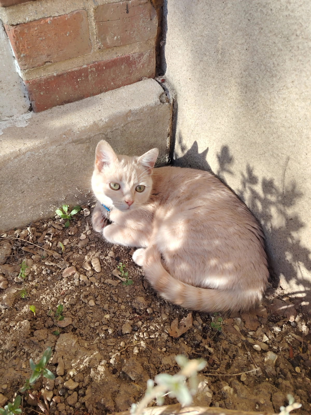 Vicky - Rue Condorcet, Troyes