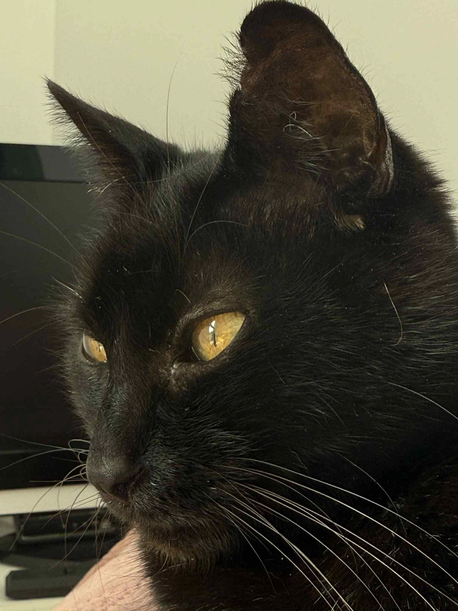 koko - Rue Cres er Runic, Séné