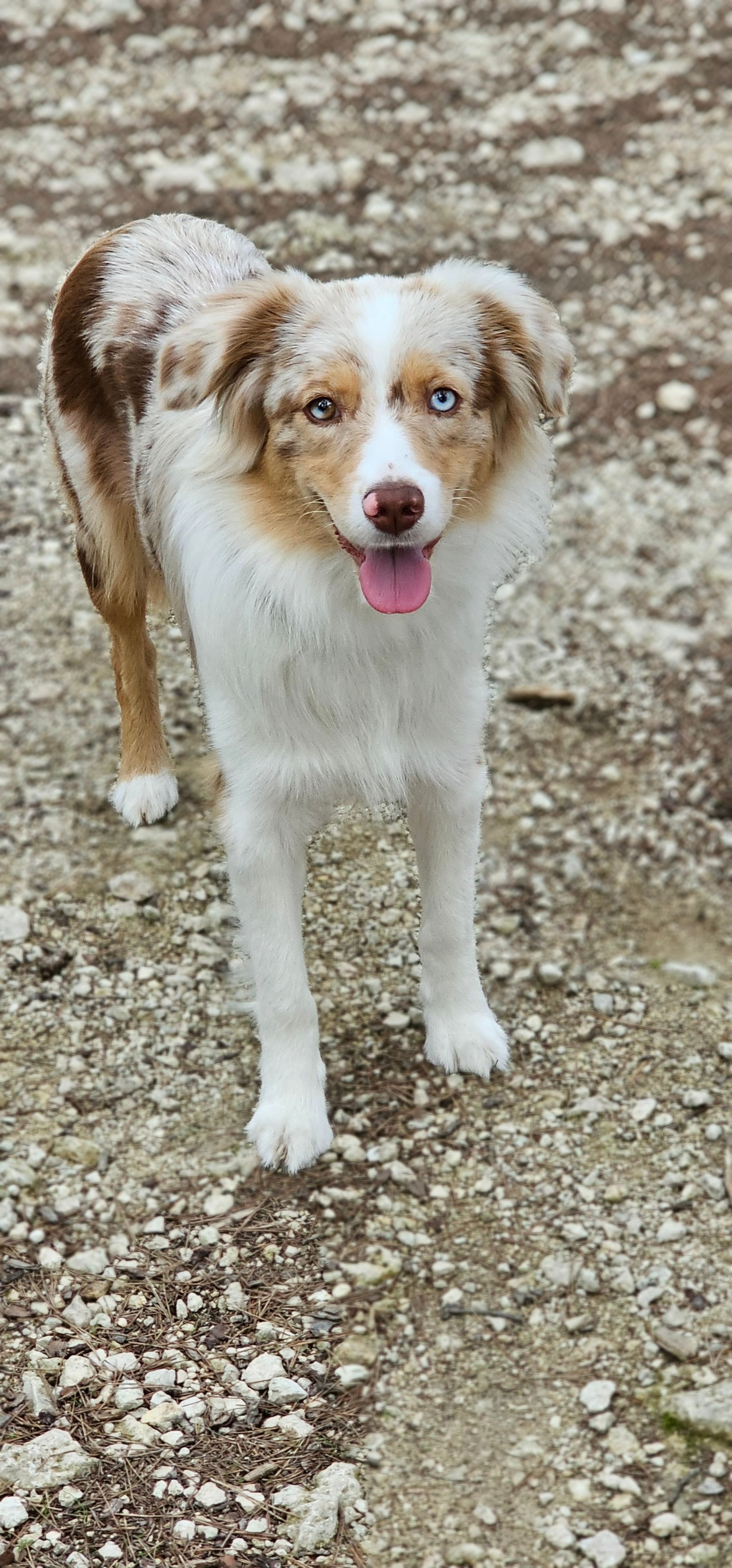 NOISETTE - Chemin De Velaux, Les Pennes-Mirabeau
