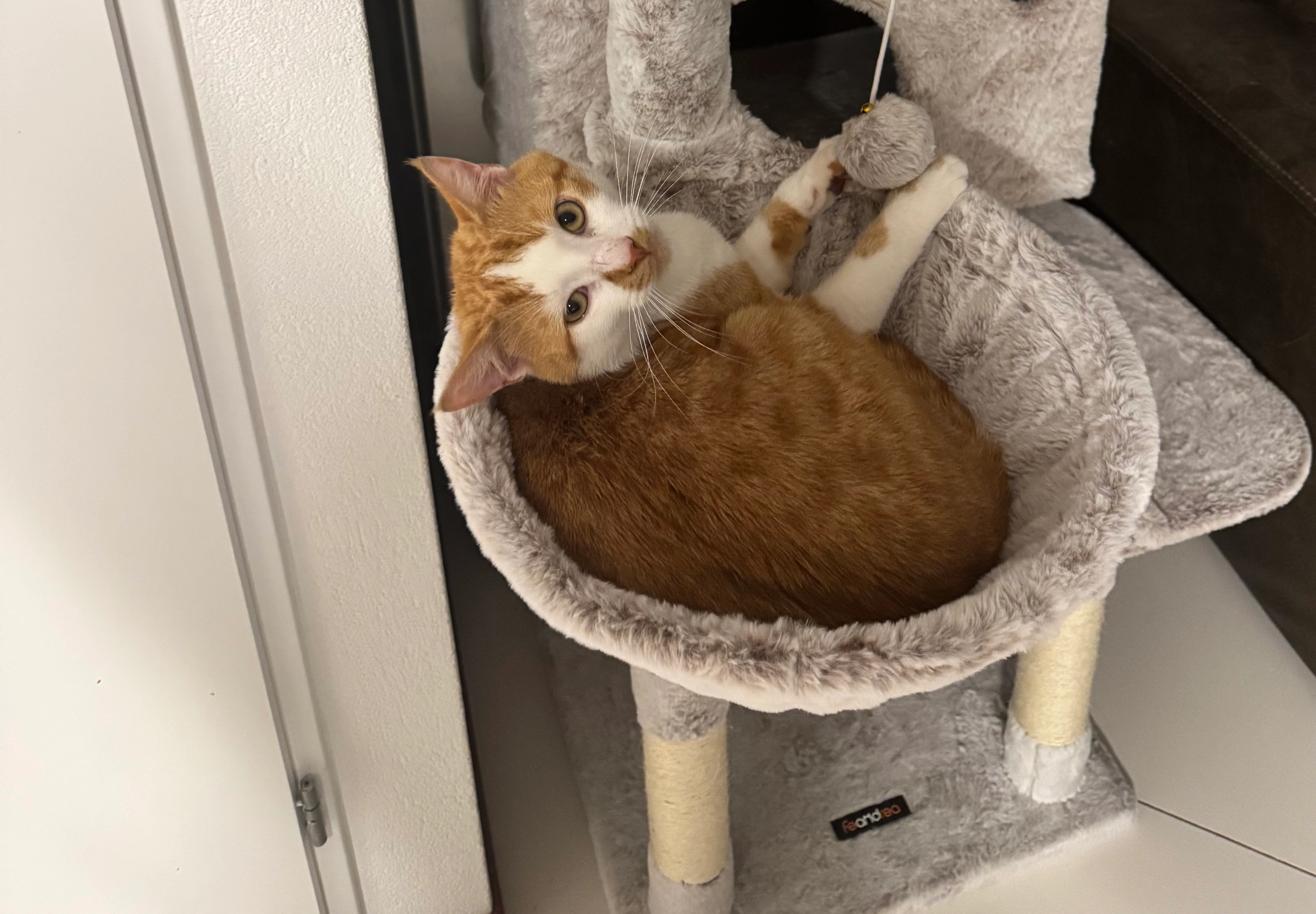 wu dong - Weversstraat, Alblasserdam