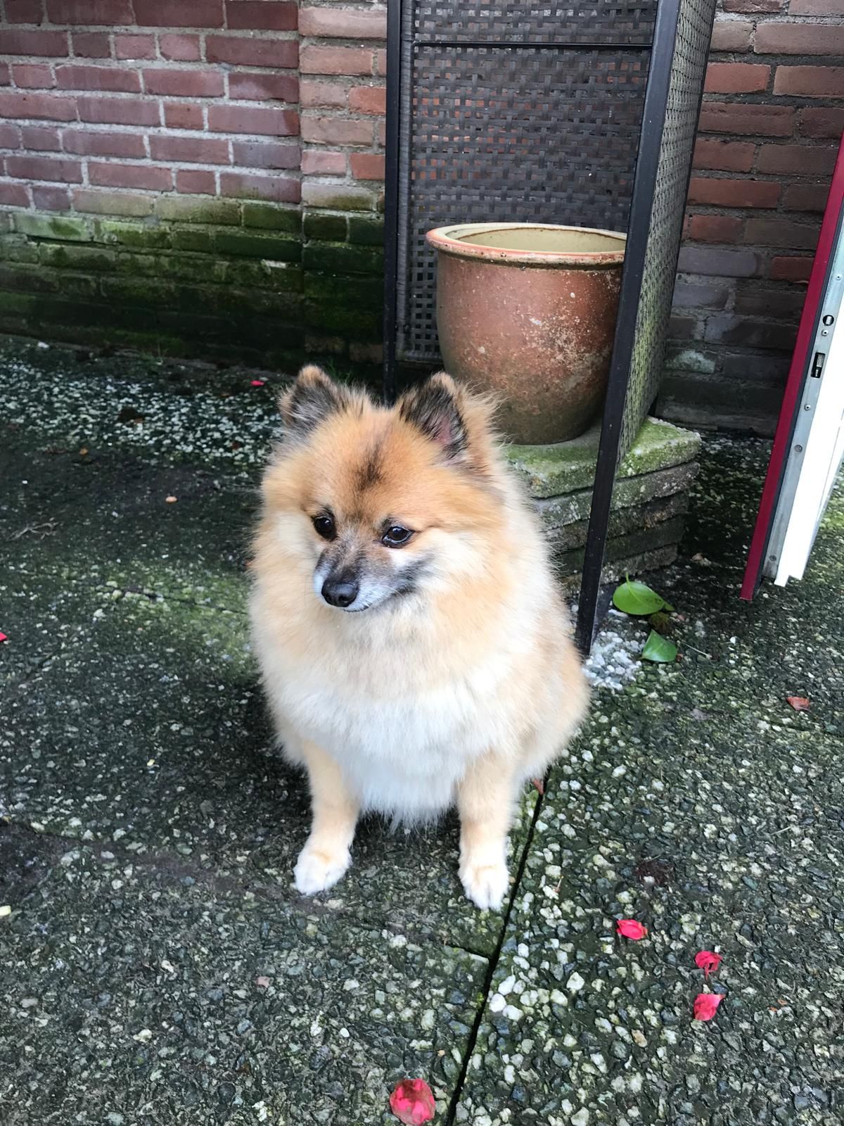 Lucky - Budapest, Budapest