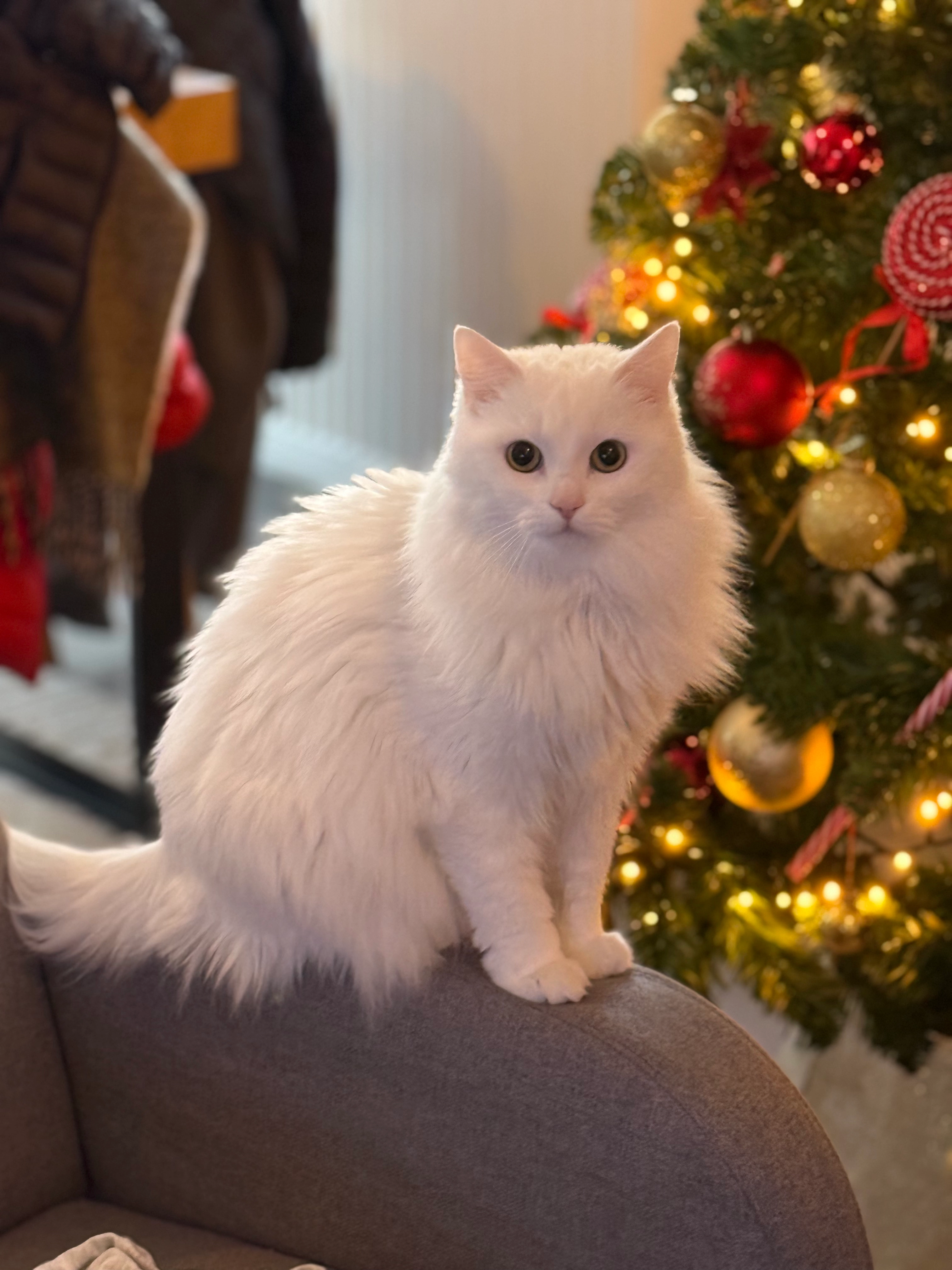 oscar - 51 Rue Françoise Héritier, Le Rheu