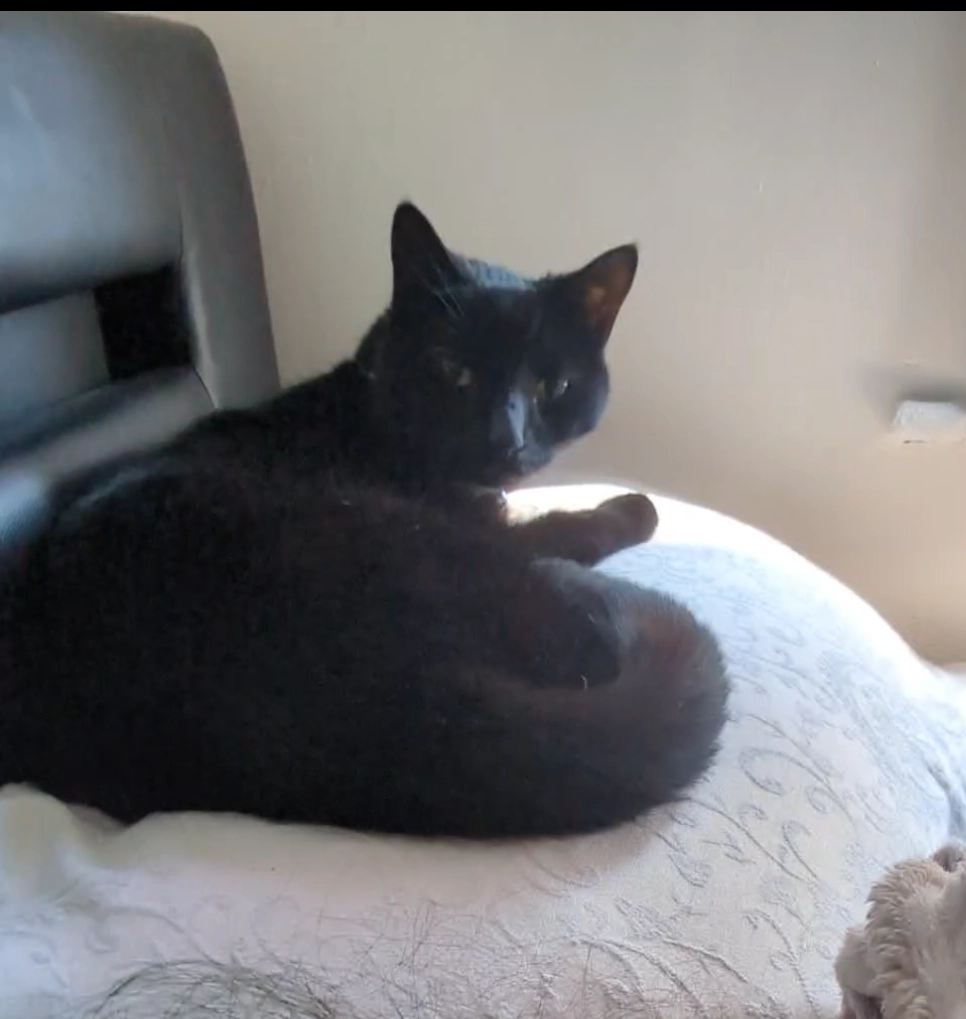 Simba - Dutson Terrace, Launceston