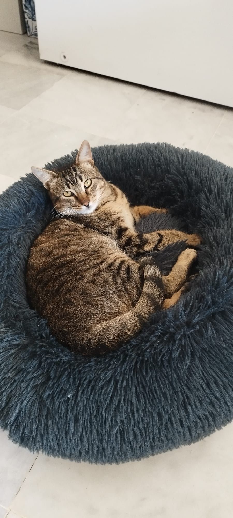 Chico - Calle San Isidro Labrador, Mairena del Aljarafe