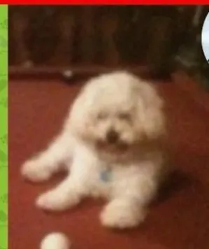 Benji - 1455 Crestwood Dr, South San Francisco