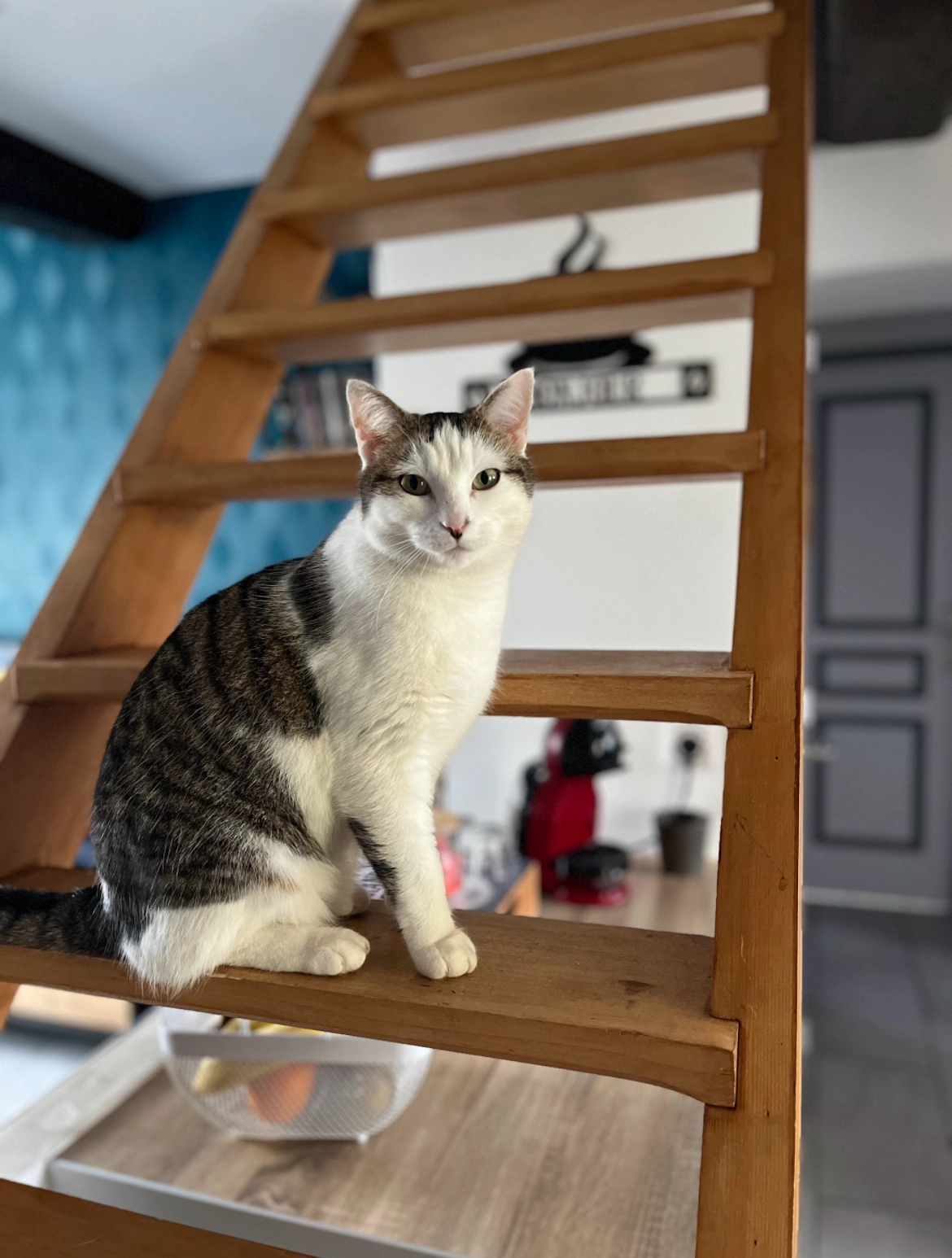 Taco  - 86 Rue de l'Église, Maltat