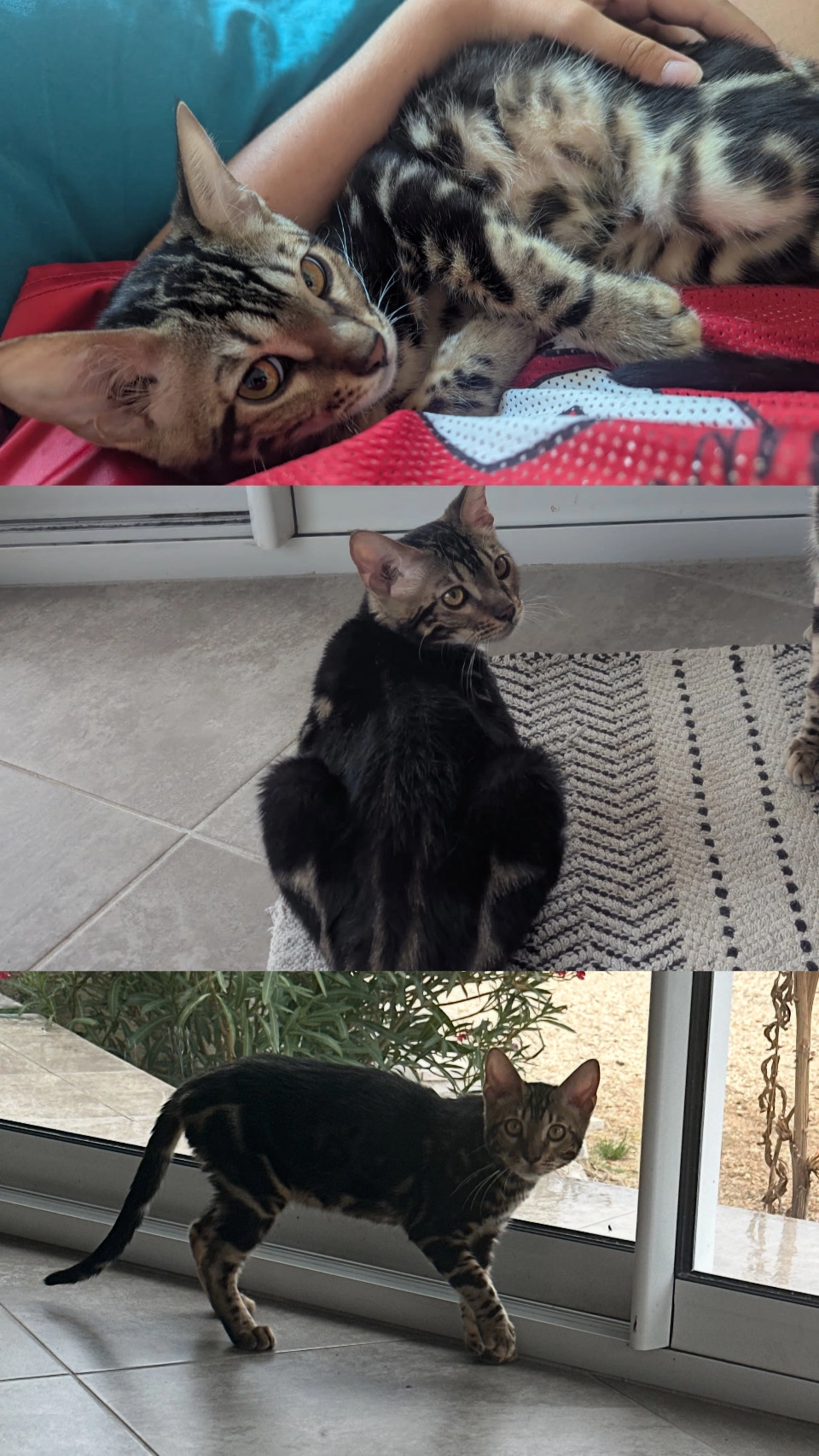 Atlas - 16 Impasse de la Barnière, Marseille