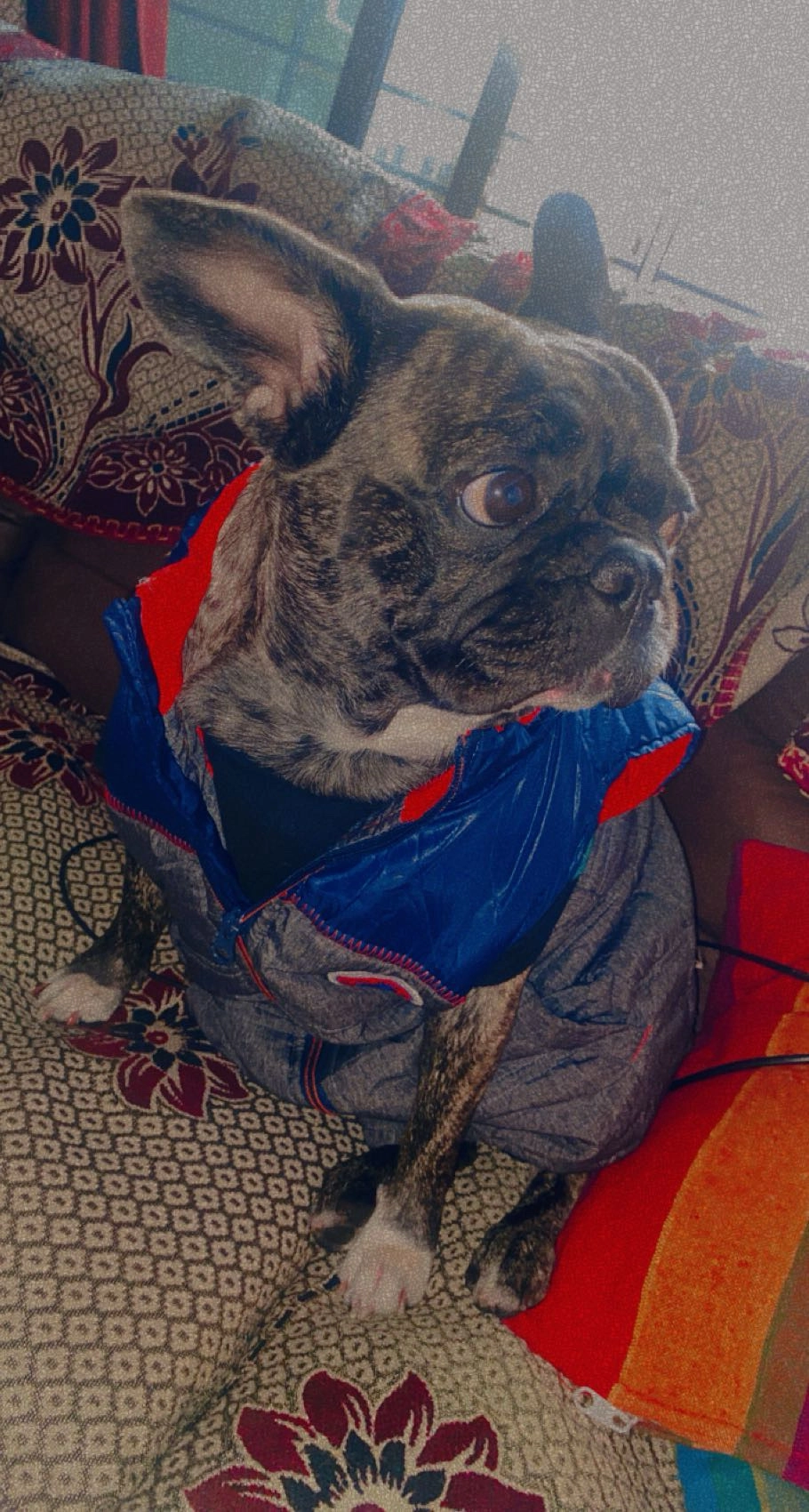 Missy  - Pal Village Palanpur Jakatnaka Road, Pankaj Nagar