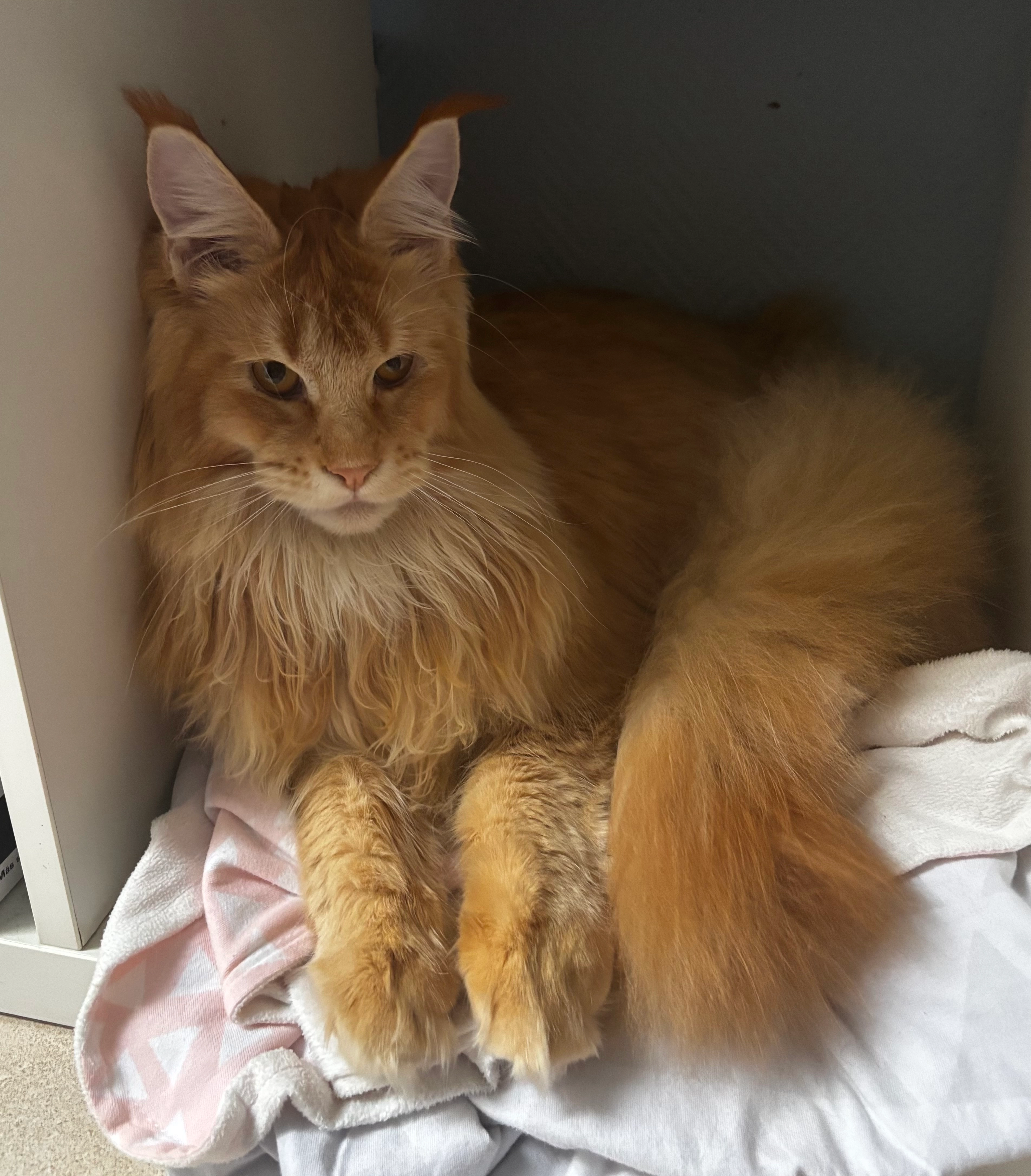 Wilfried - Rue Du Centenaire, Habay