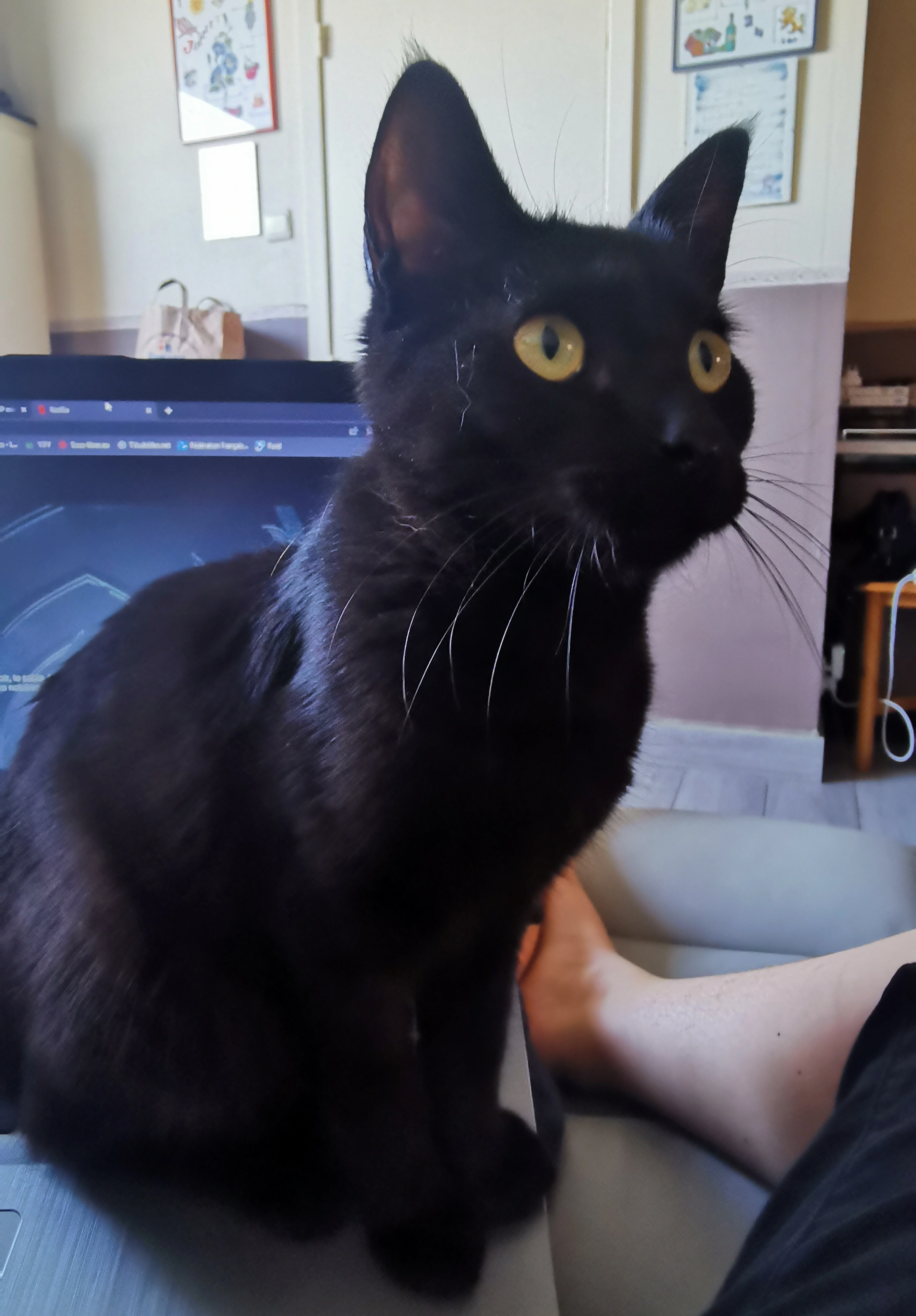 Blacky  - Noordkaai, Menen