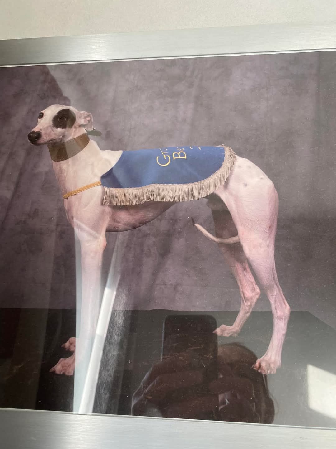 Spot - Grotlaan, Maaseik