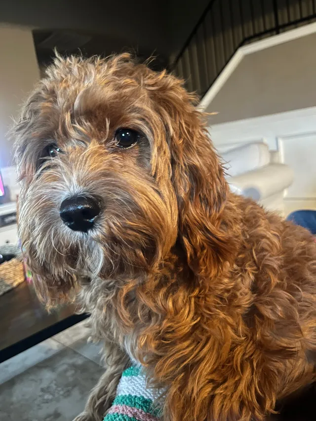 Ollie - 8101 Dripping Springs Dr, Fort Worth