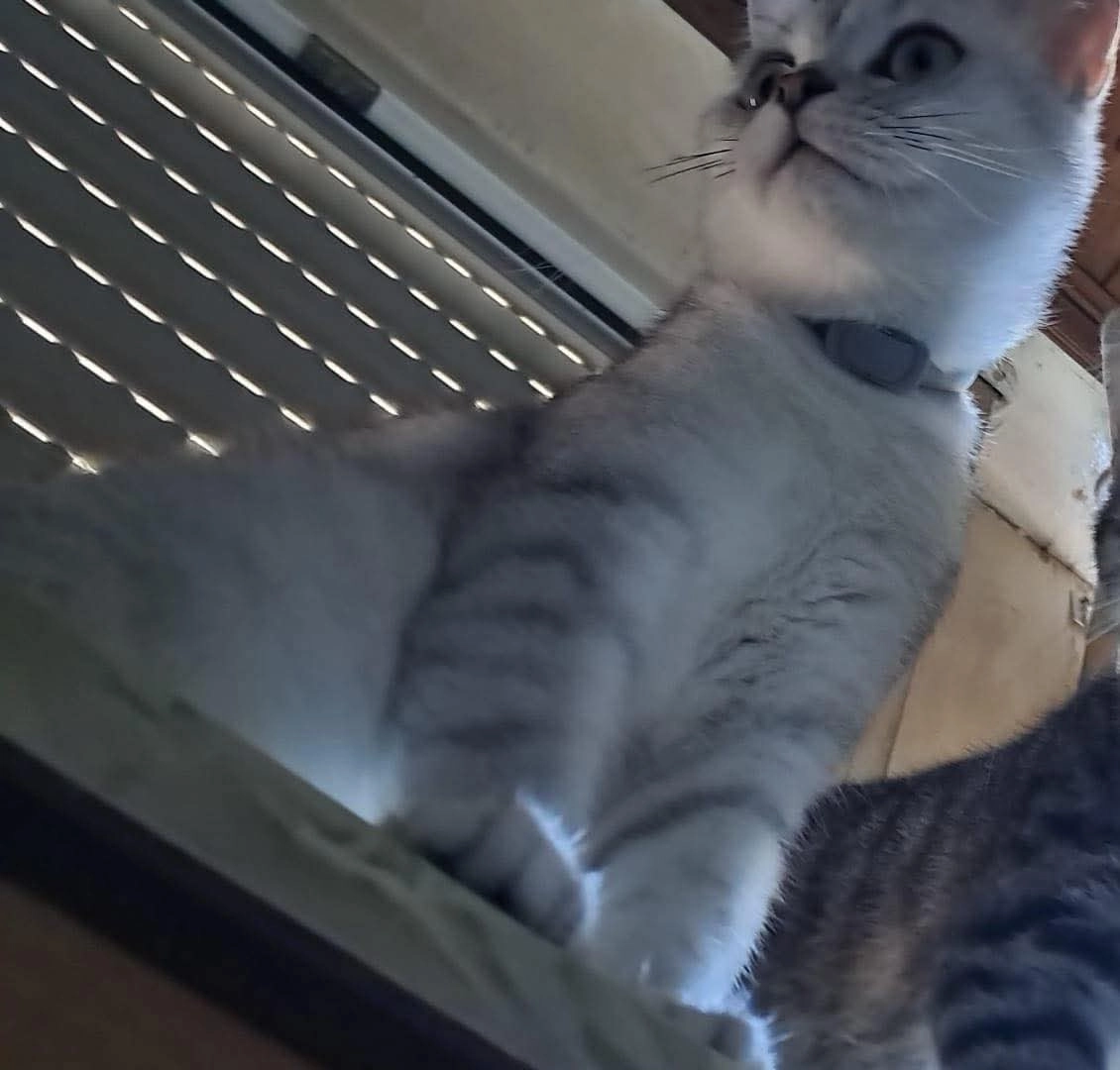 Charly  - Pfarrgasse, Dormagen