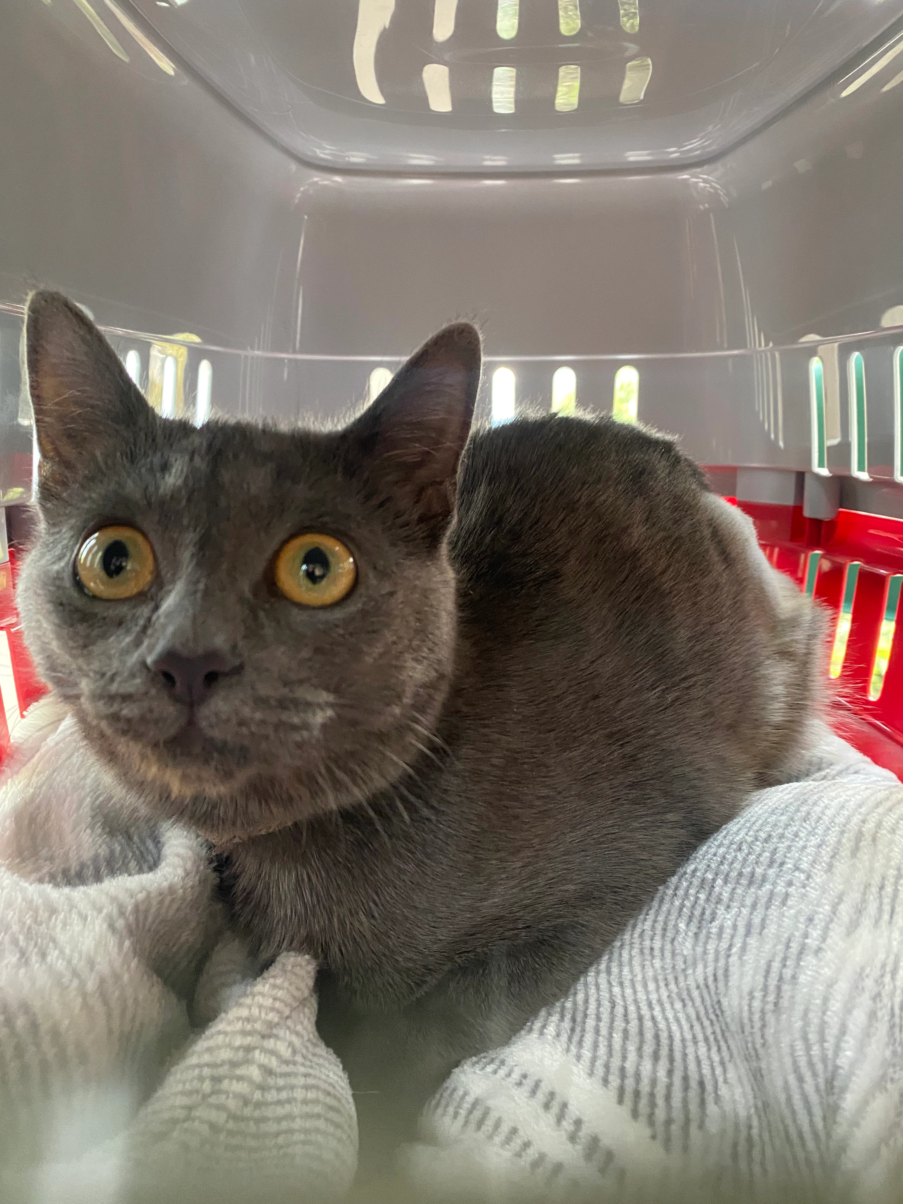 Freyja (read Freya) - Burjen Way, Crewe