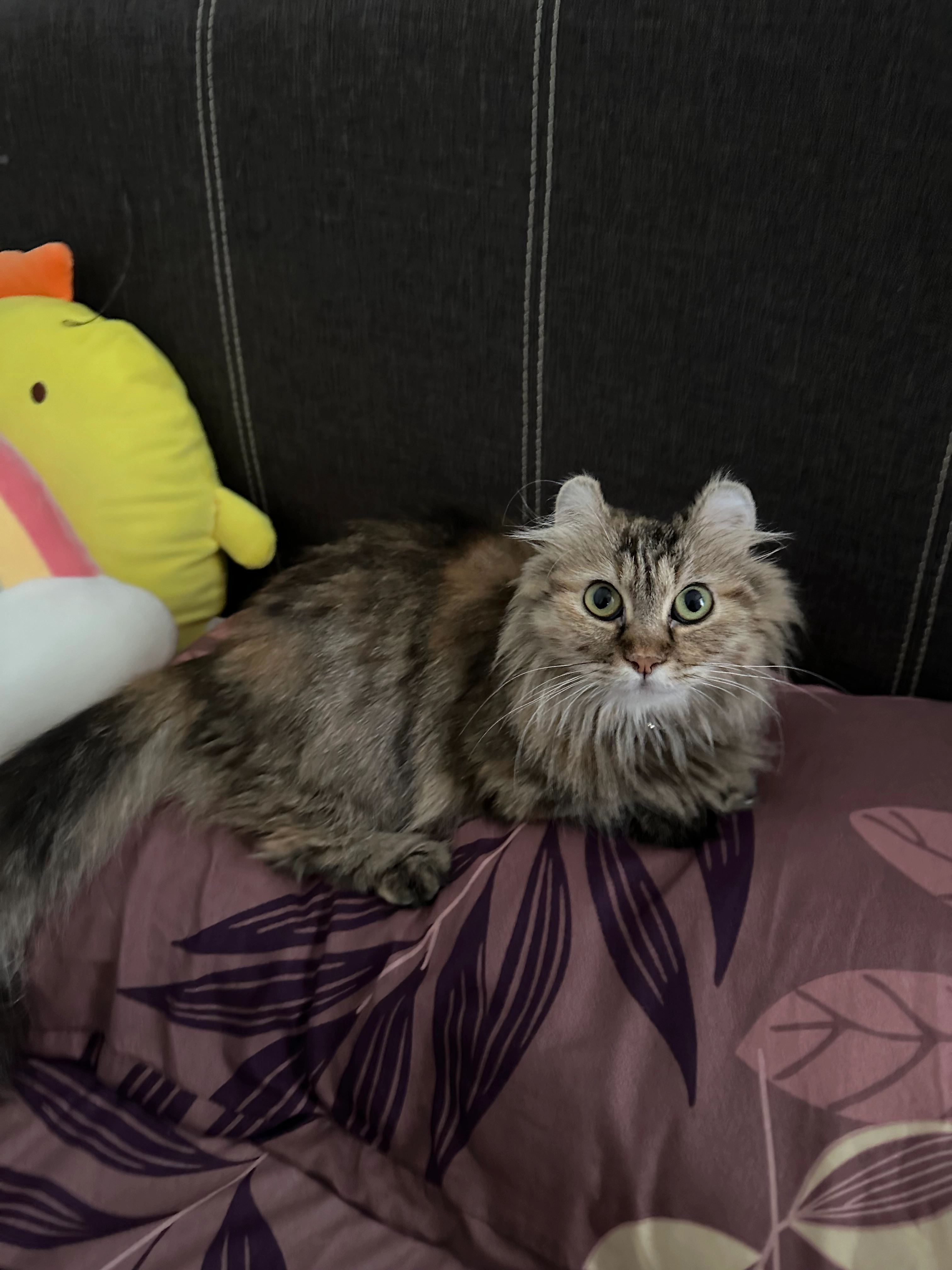 stormi - Jalan Akuatik 13/77, Shah Alam