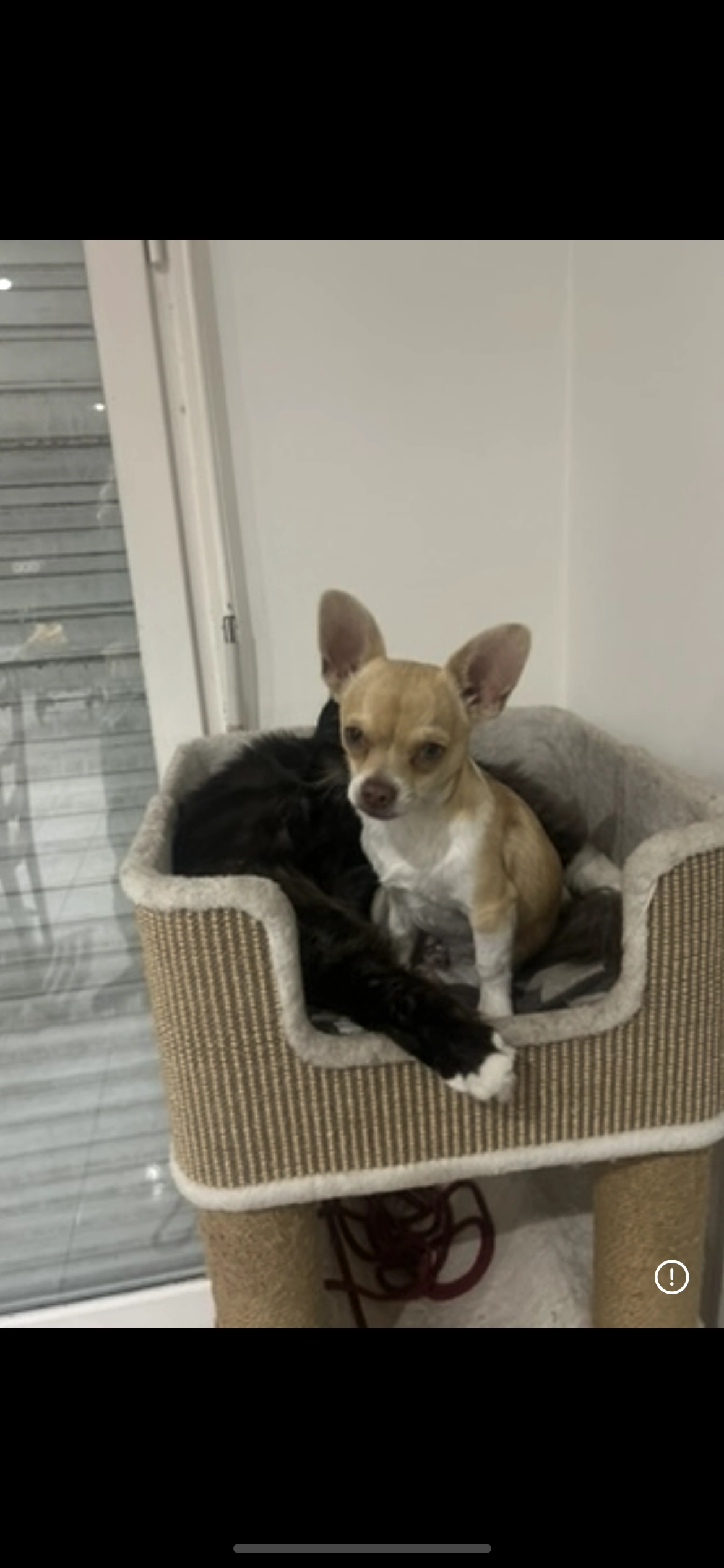 Chico - 83 Avenue du Château d'Eau, Mérignac