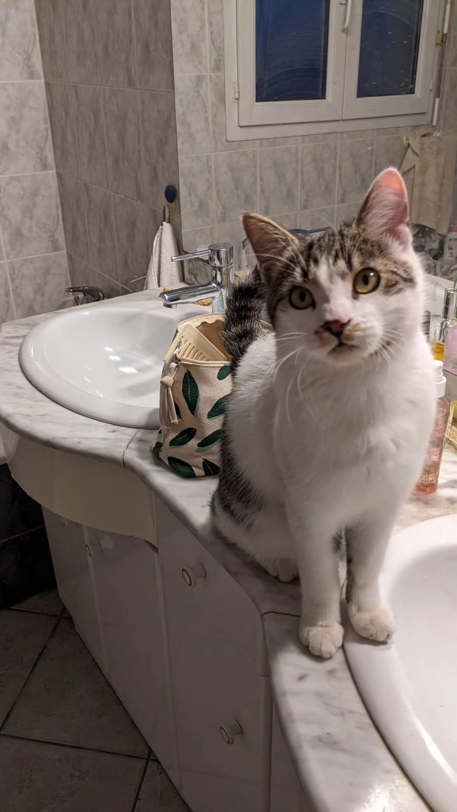 Timo - Chemin De Preixan, Roullens