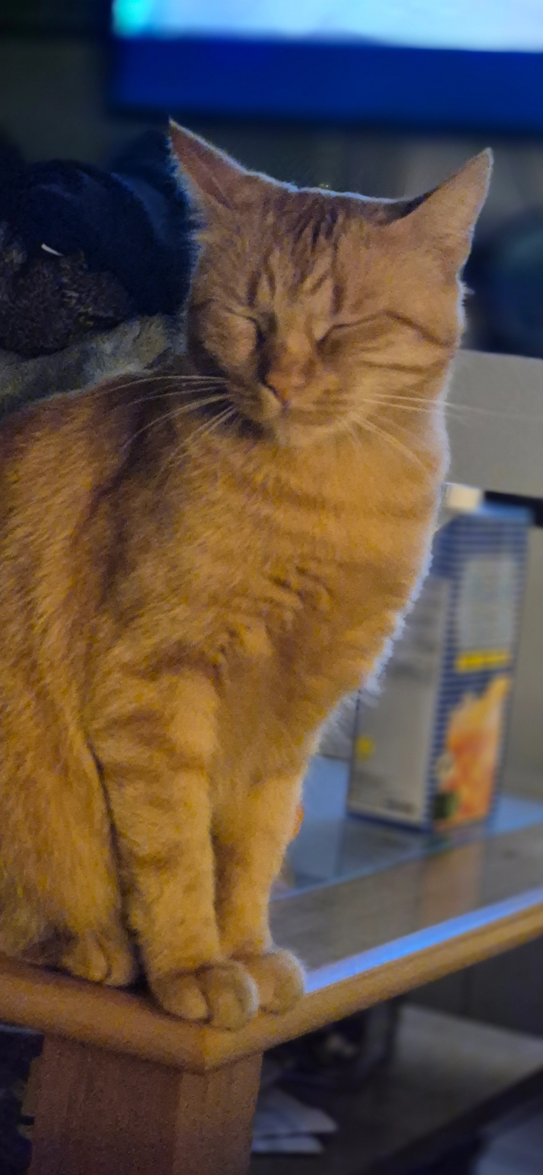 Foxi - Schorenstrasse, Mühlau