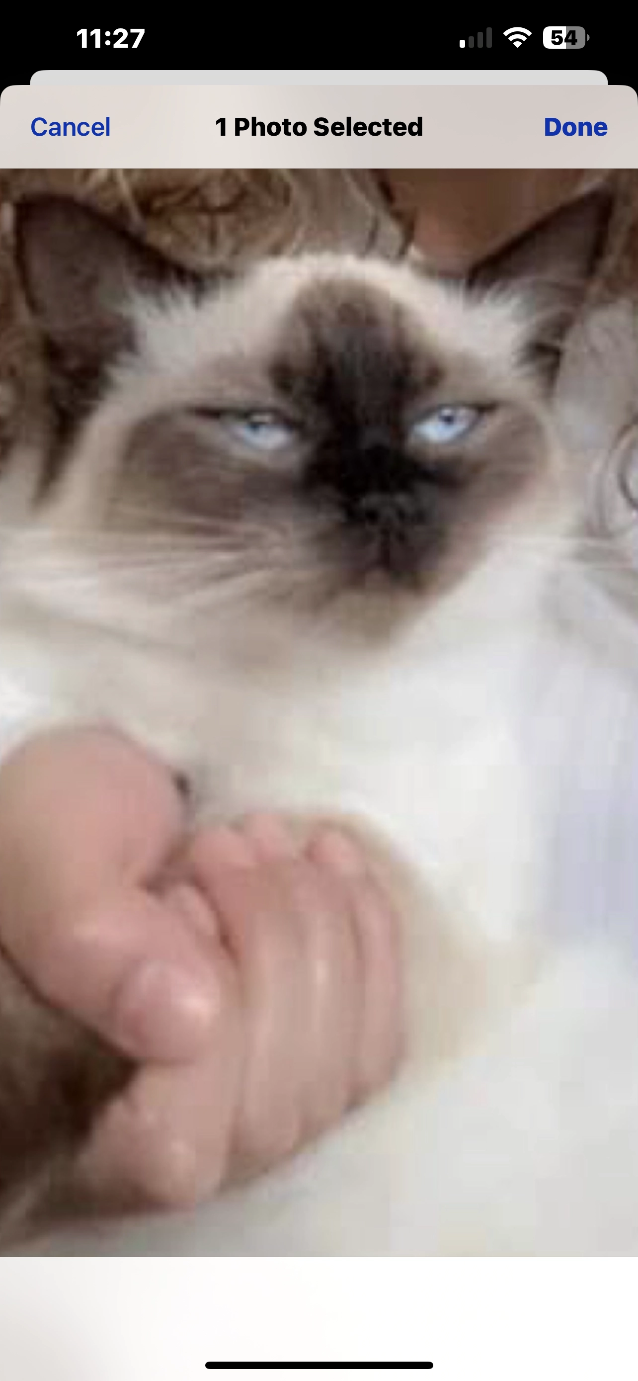 Cissy  - Sholing Drive, Rhyl