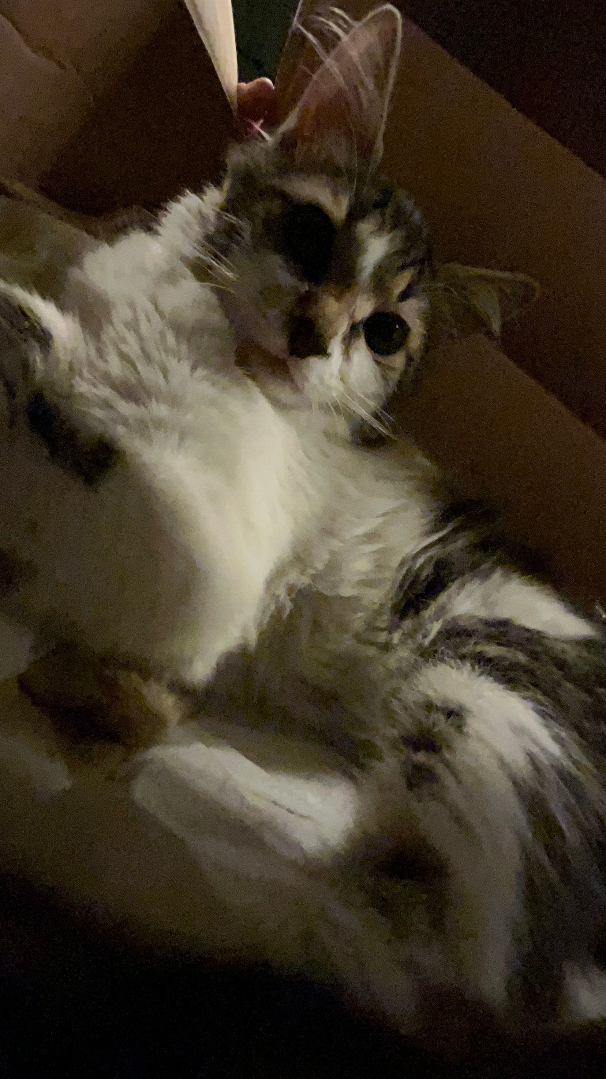 Biftek - Karaman Çiftlik Yolu Caddesi, Istanbul