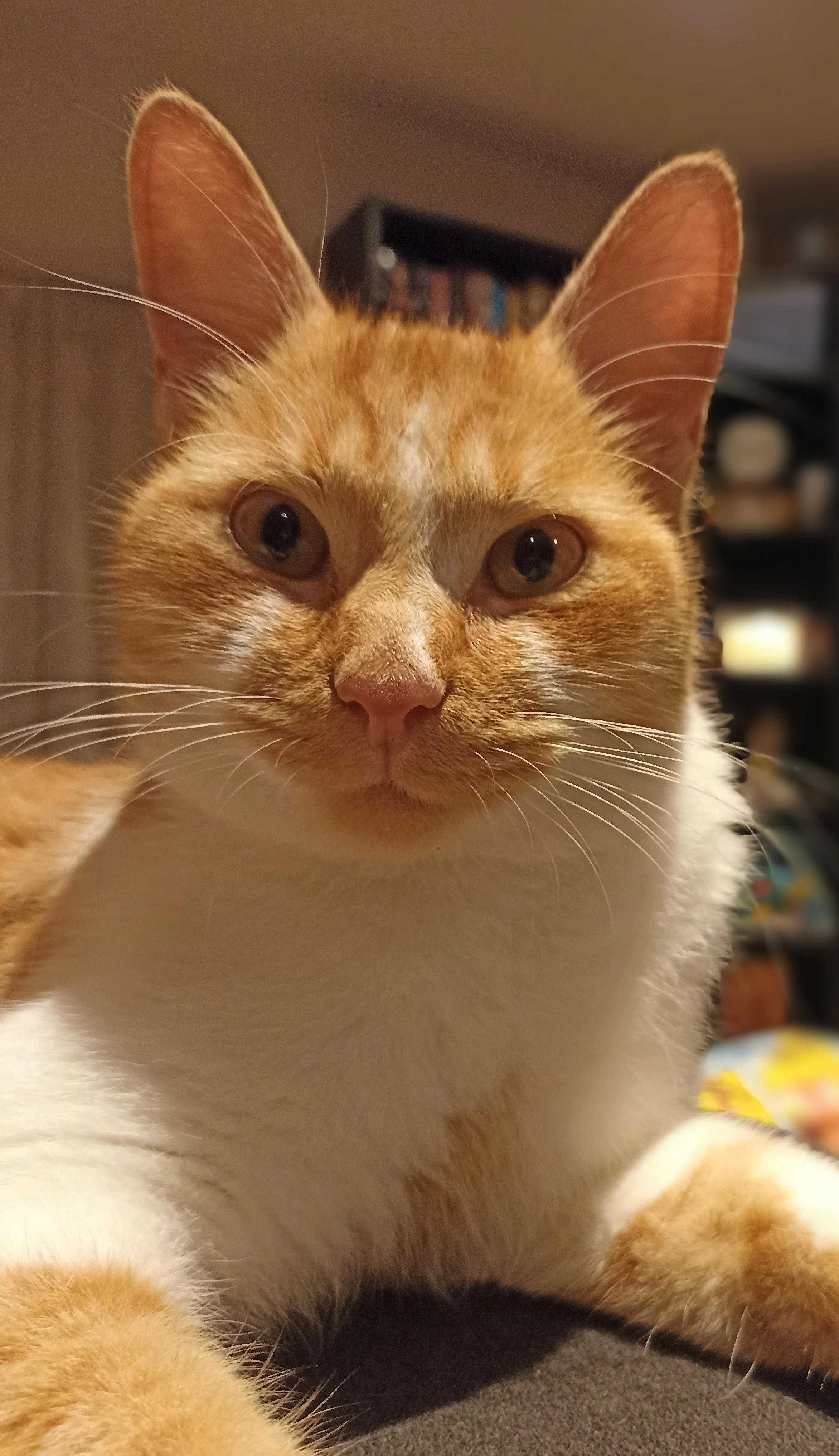 Berlioz - Rue de la Picardie, Saint-Dolay