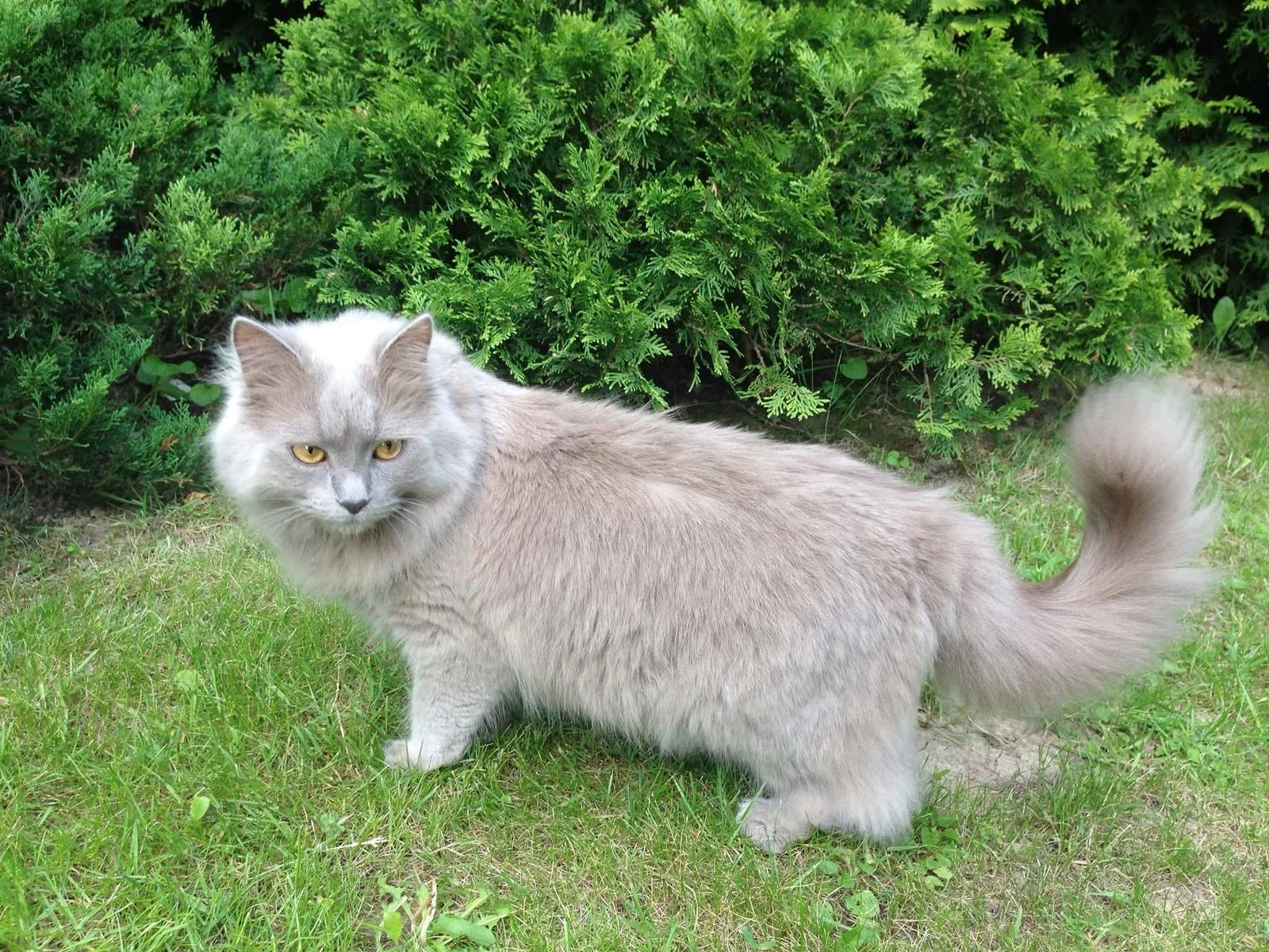 Mimek - ulica Tadeusza Krwawicza, Lublin