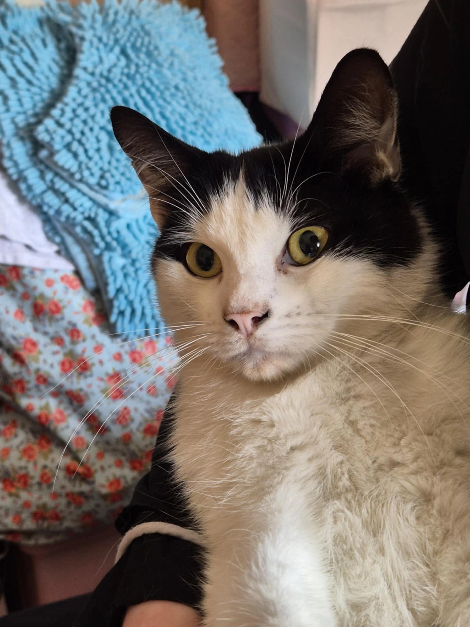 Scrappy - Crowder Crescent, Sheffield