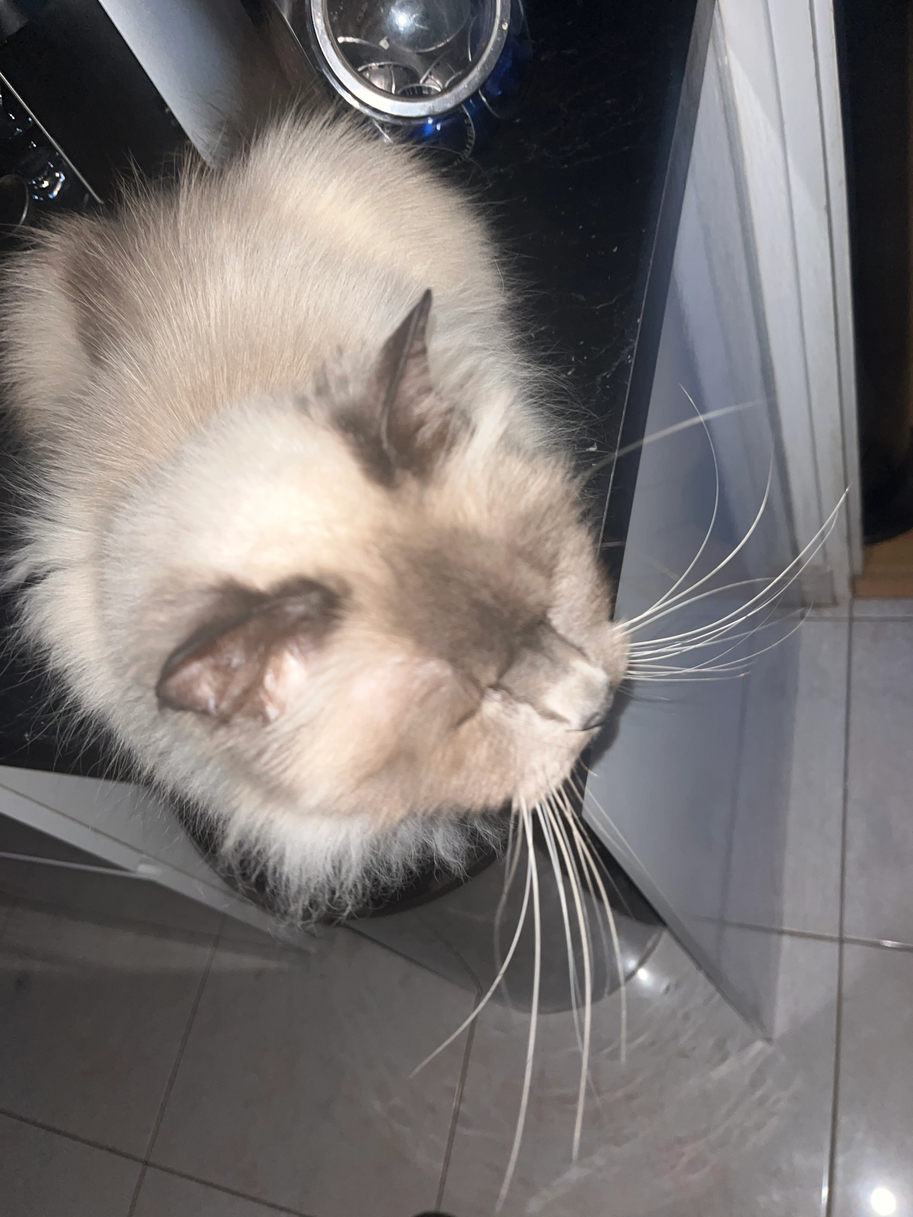 Maya  - Rue Béranger, Brest