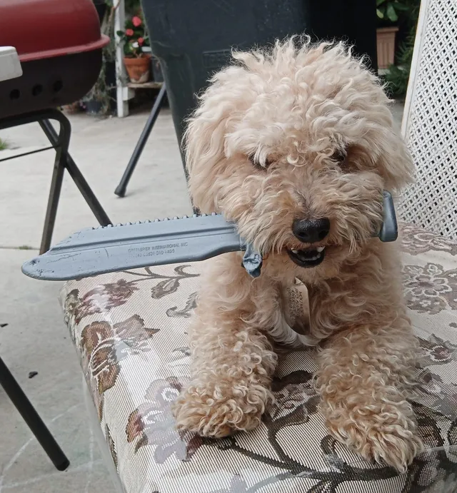 Moki - 9173 Audrey St, Riverside