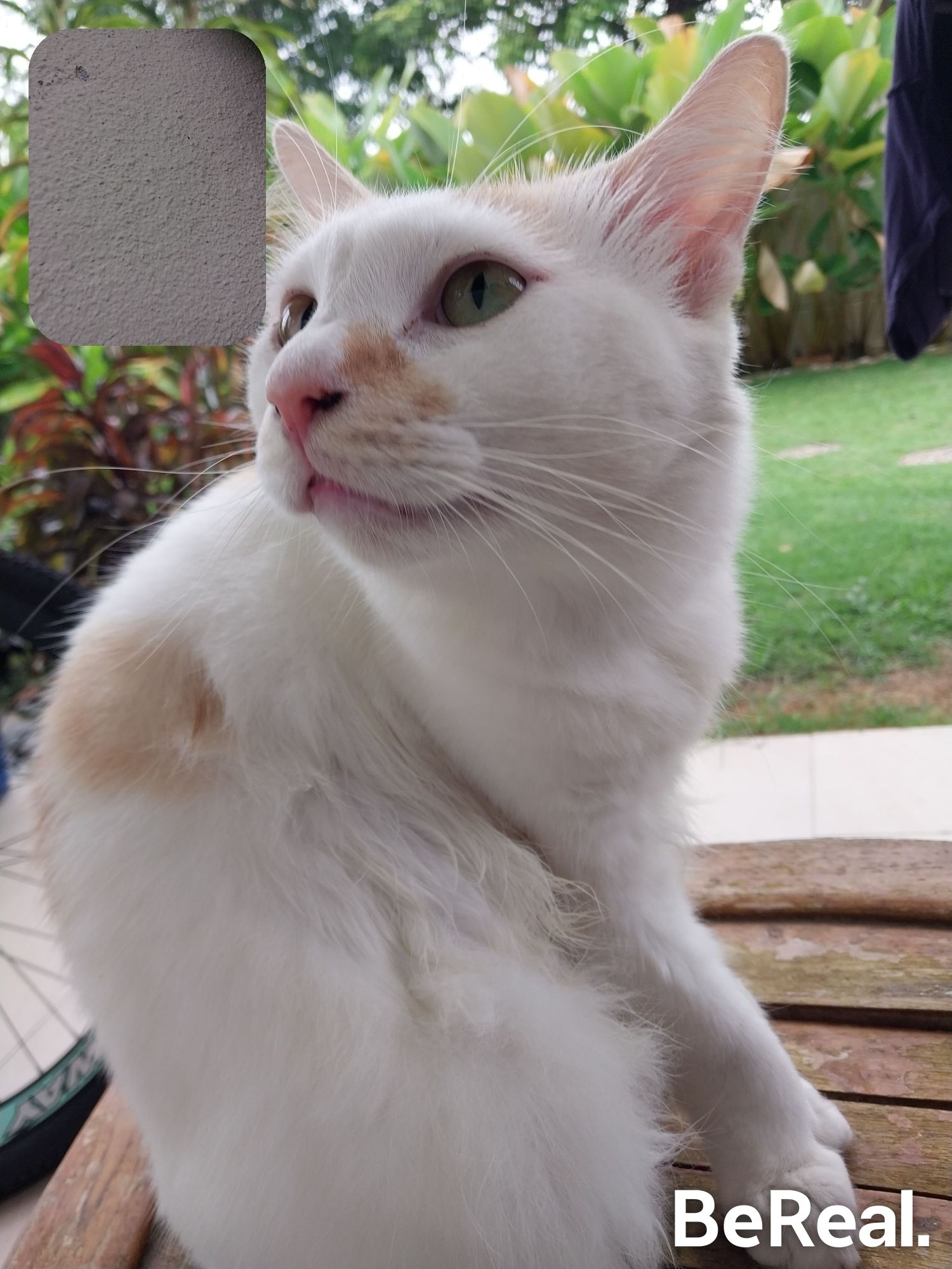 Chamomile - Taman Seroja, Bandar Baru Salak Tinggi,43900, Sepang District