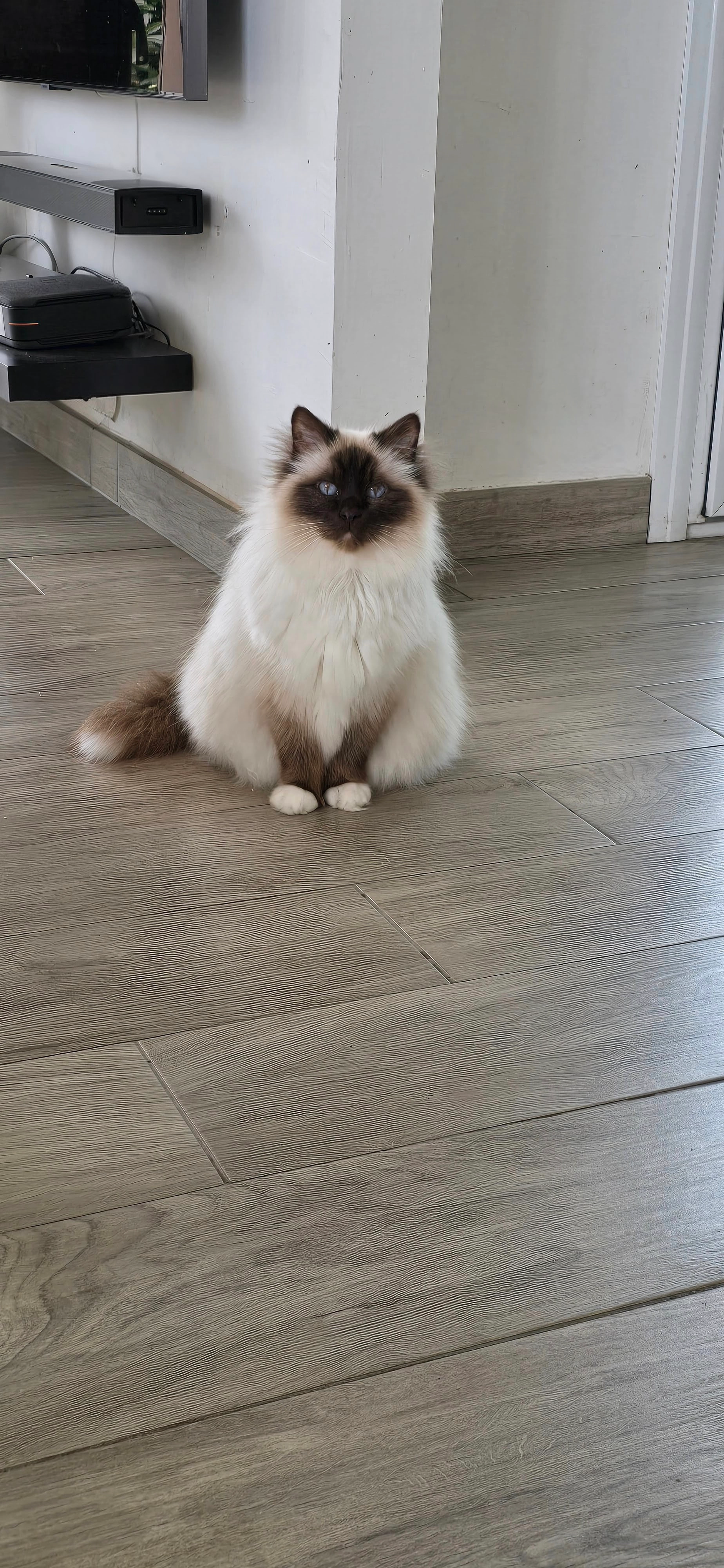 IYUZU (YOUZOU) - La Piardière, Saint-Laurent-sur-Sèvre