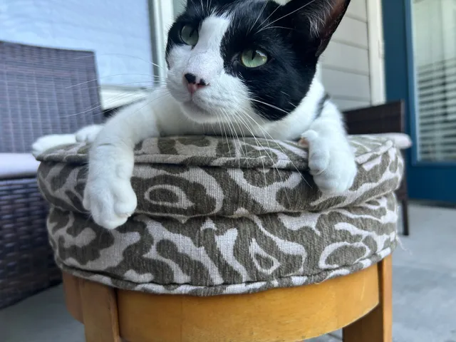 Phineas - Temple Park Lane, Cypress