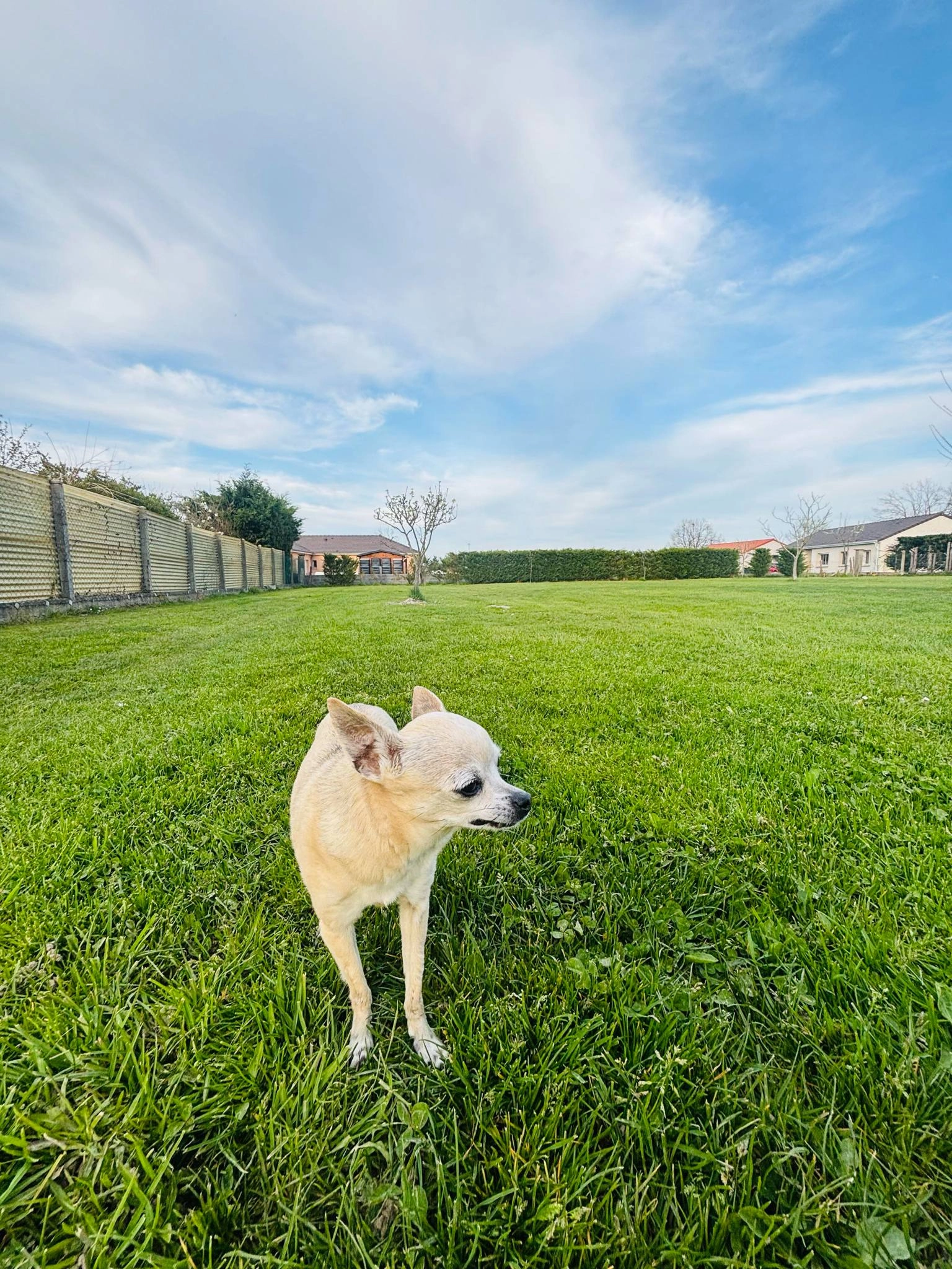 Tito - Avenue Georges Gallice, Antibes