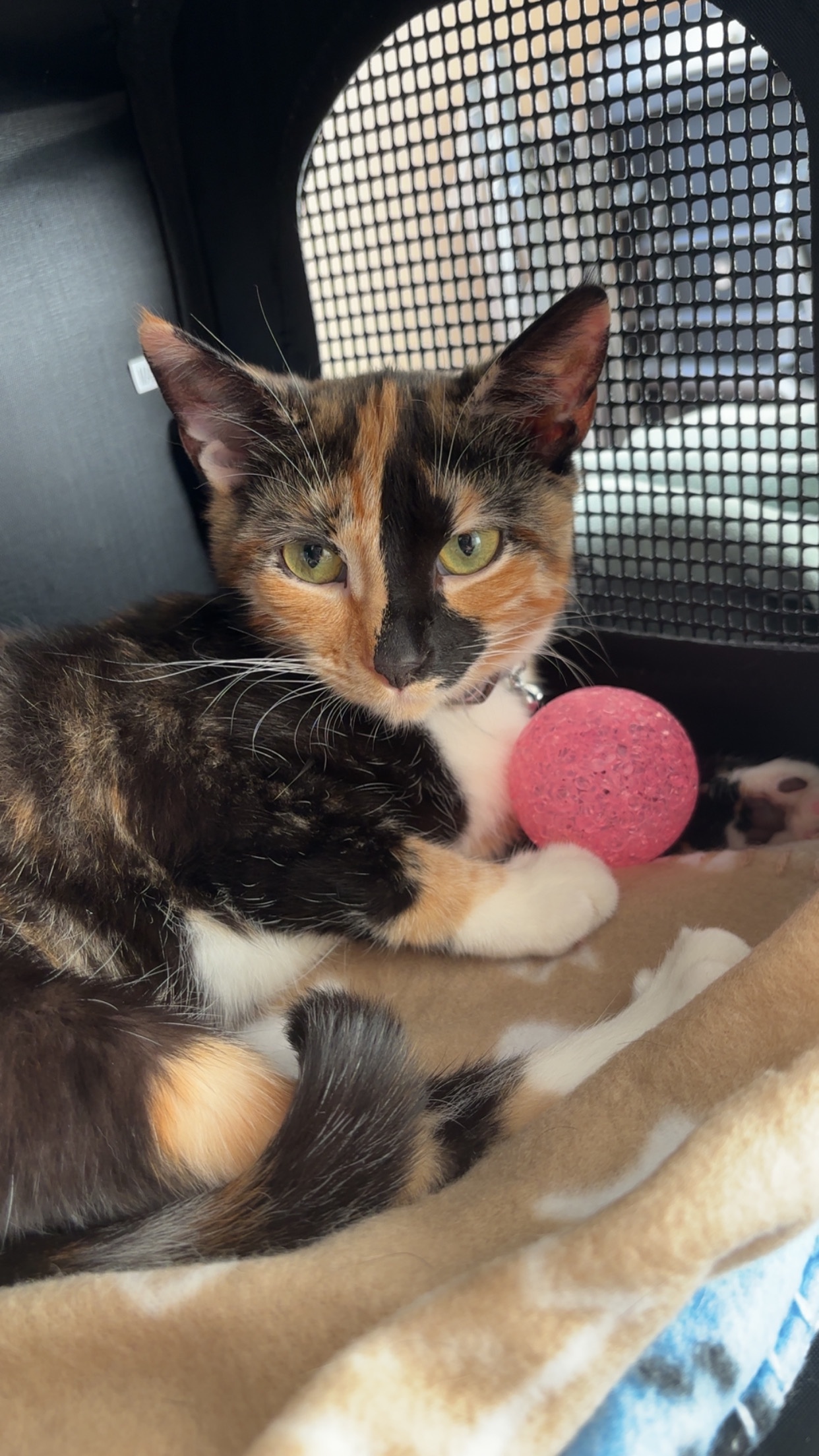 Coco - Ninian Grove, Doncaster