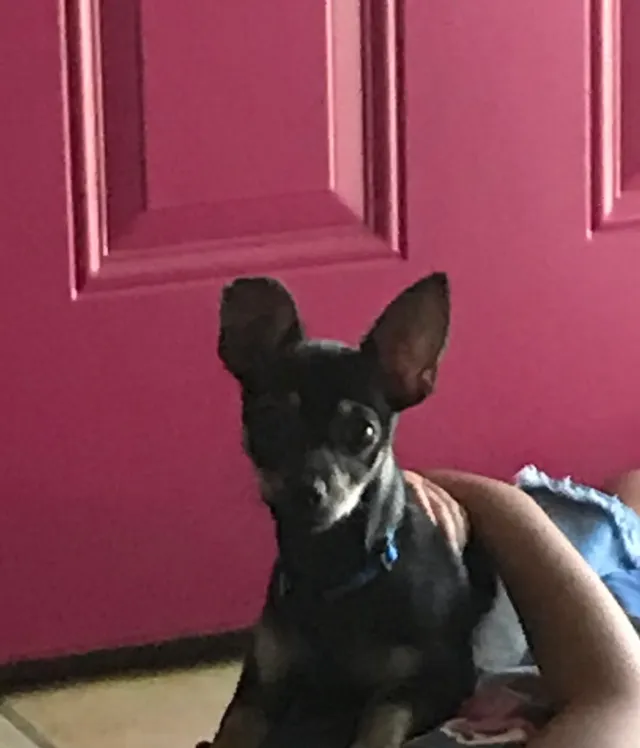 Coco - 1535 Ferran Ave, Sacramento