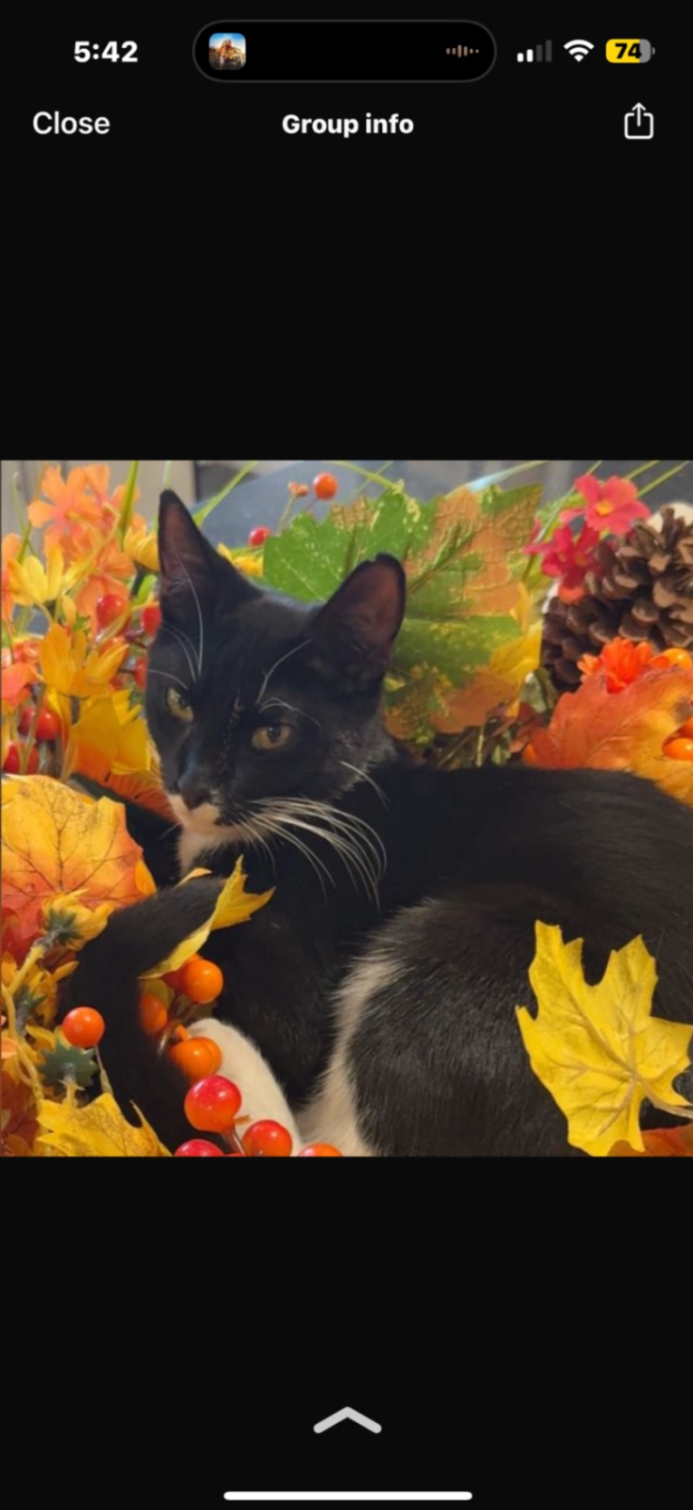 Rory - Dora Road, Birmingham