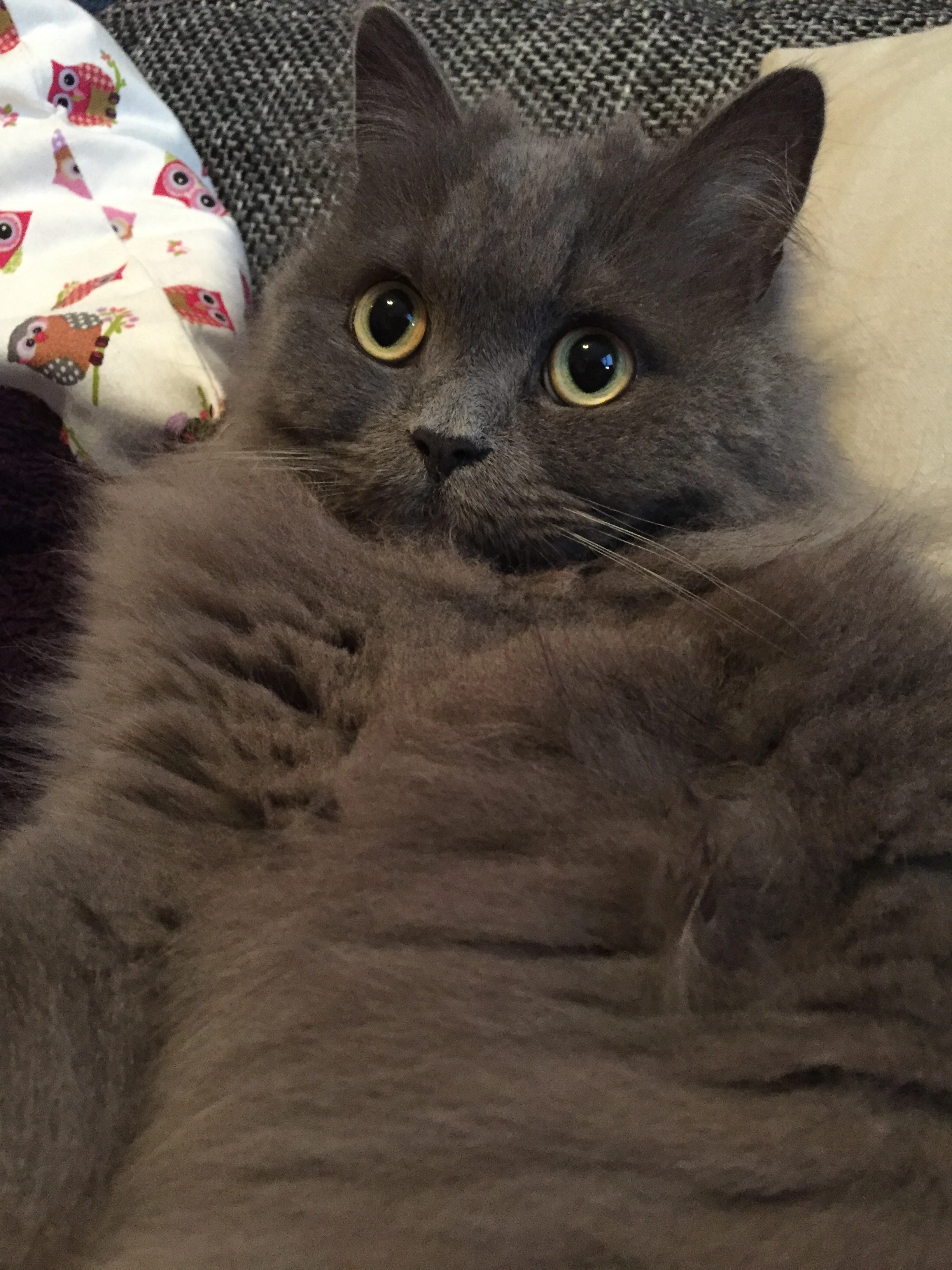 Balu - Ramsharde , Flensburg