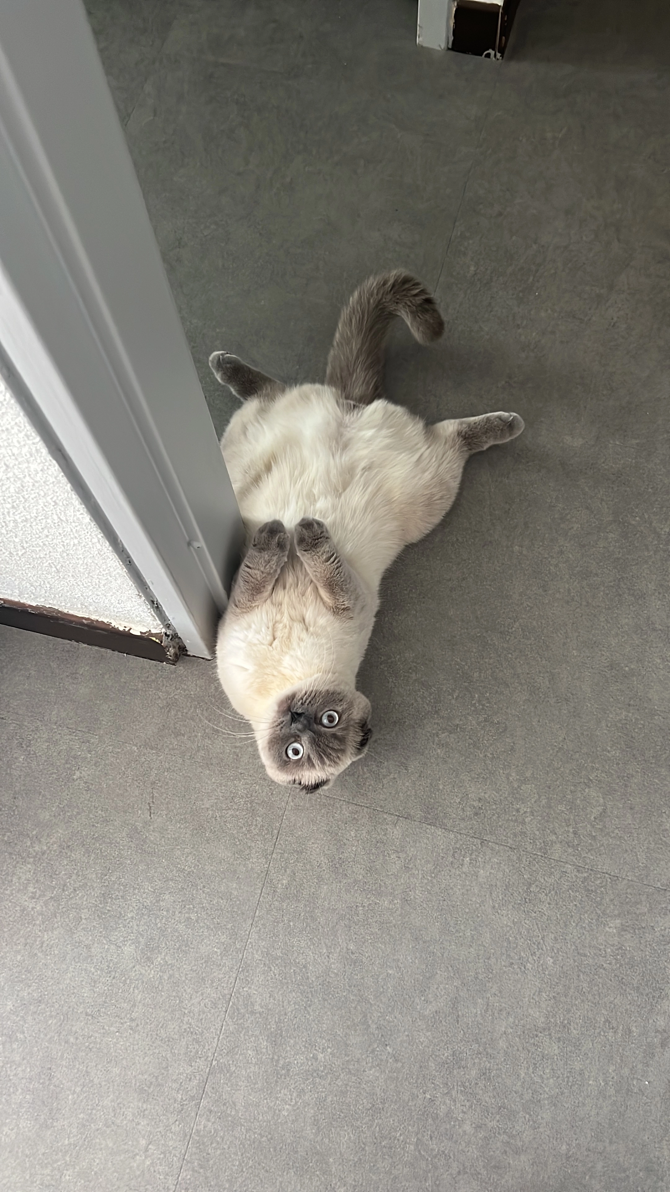 Borska  - 3 Place Baudelaire, Nîmes