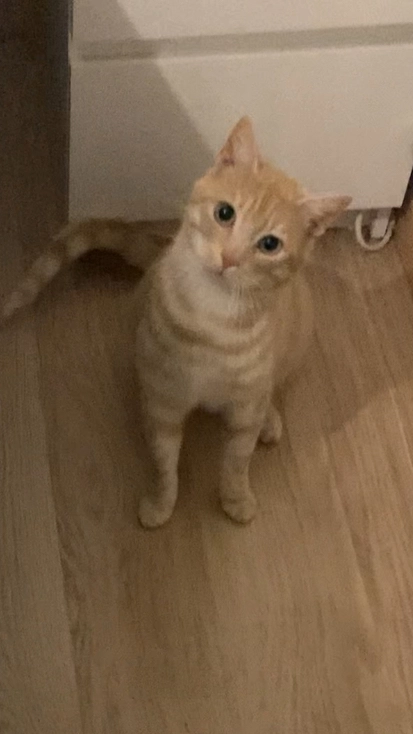 SeΓ±or Gato - Landjuweel, Beerse