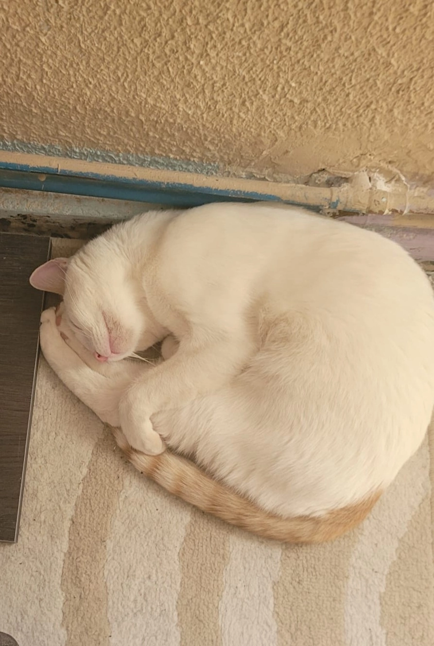 Ron - Calle de Getafe, Leganés