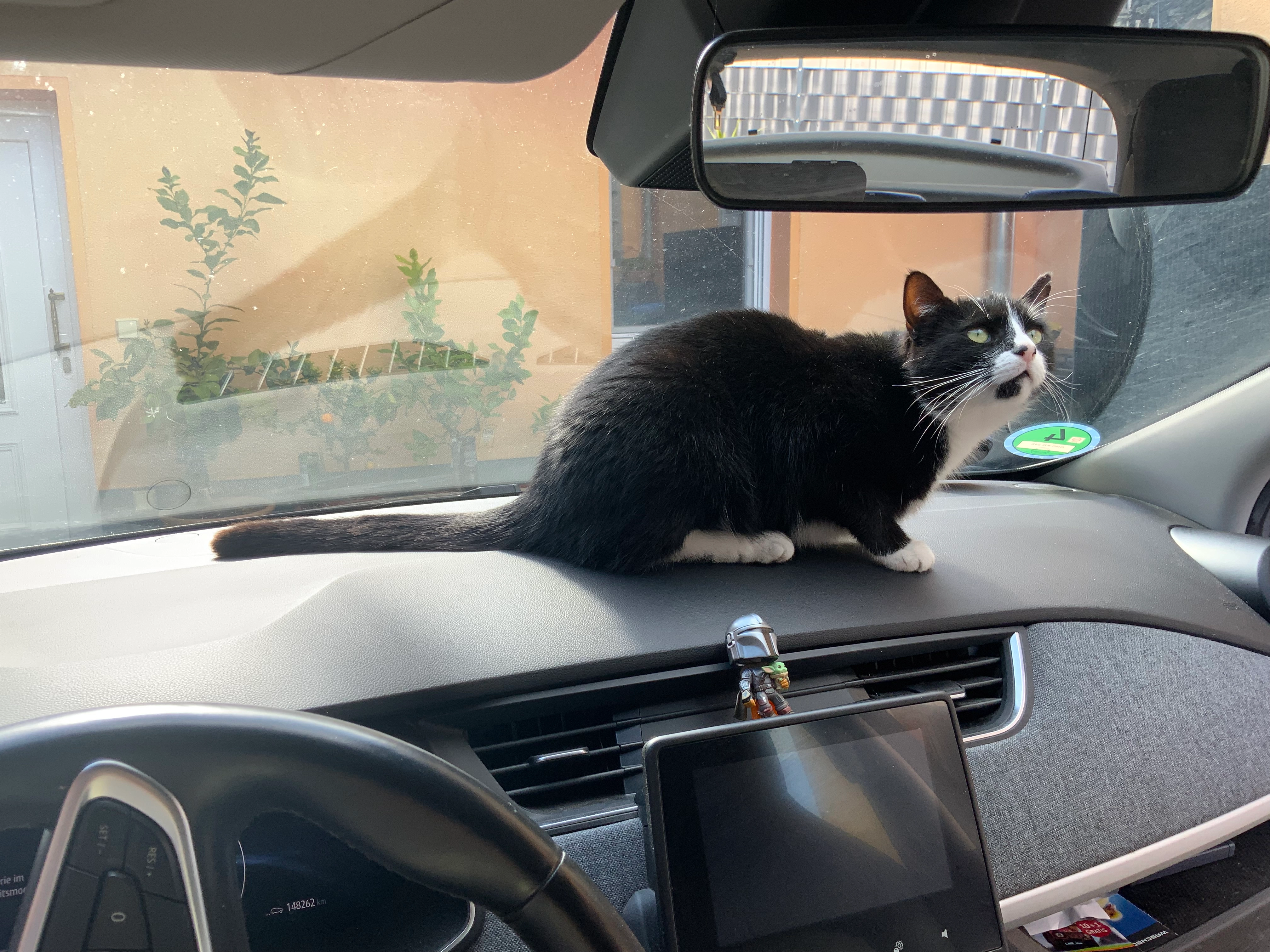 Yuki - Krähenberg, Oranienbaum-Wörlitz