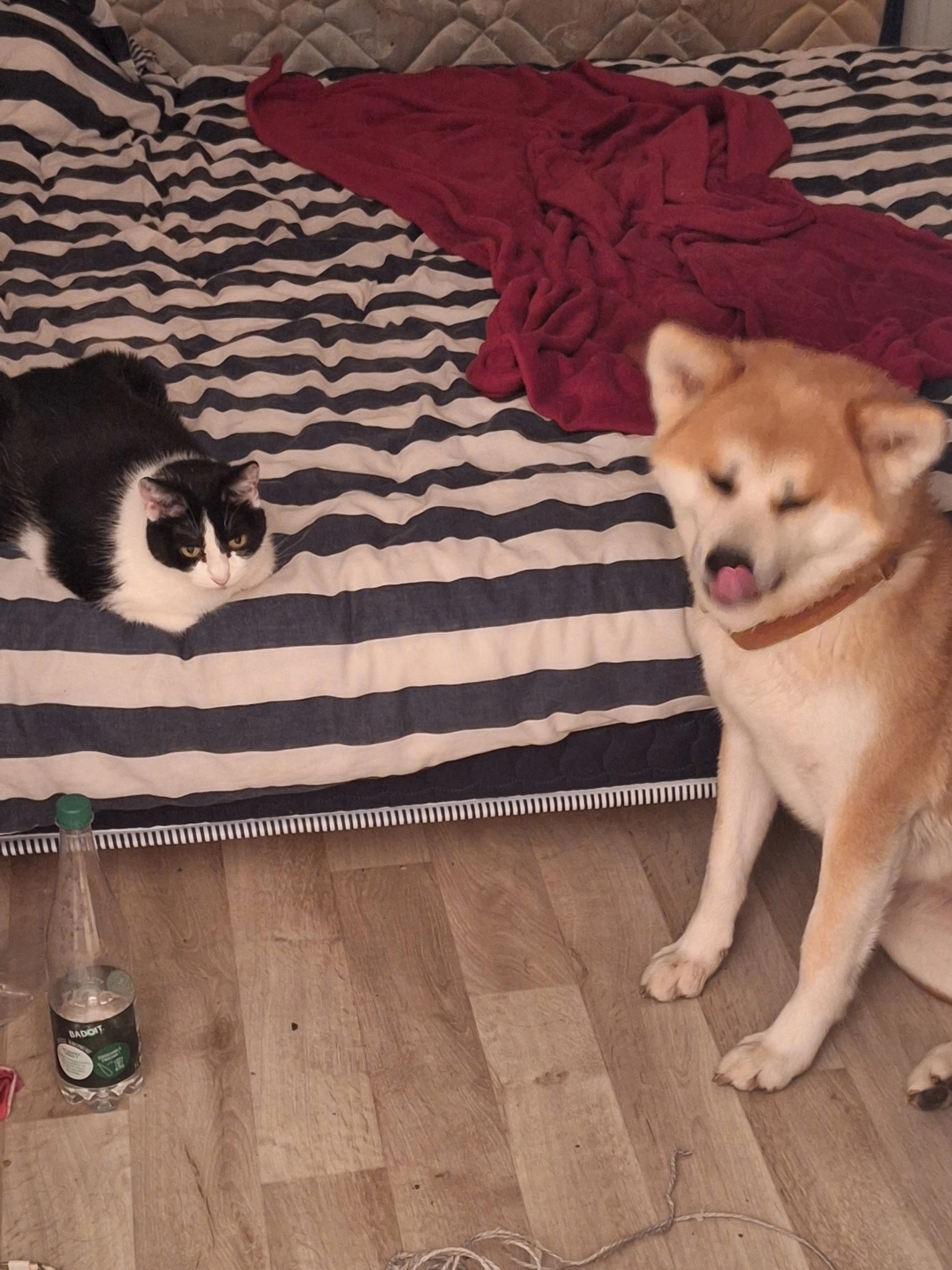 Oreo - 3 Rue de Glasgow, Le Mans