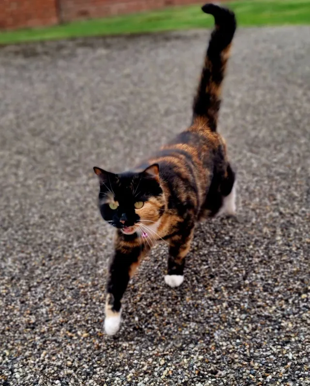 Lola -  Mendip Heights, Didcot