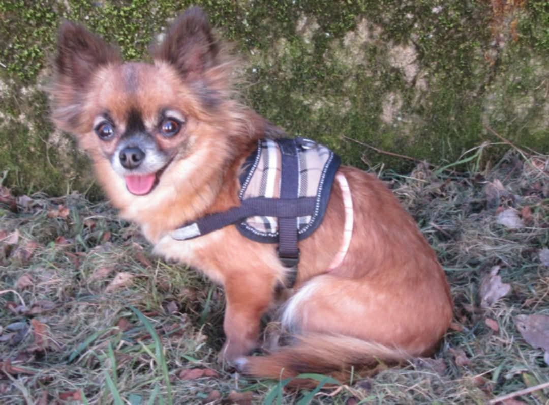 Youps - Impasse du Soleil Levant, Auffreville-Brasseuil