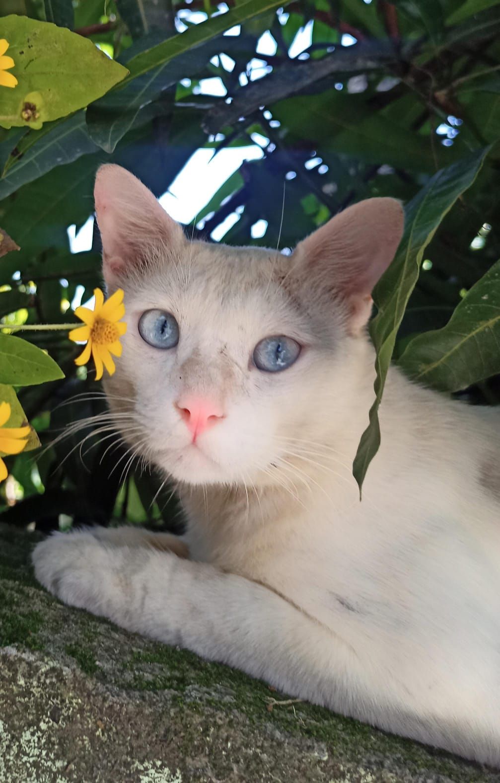 thakku - Kommadi Palam Road, Alappuzha